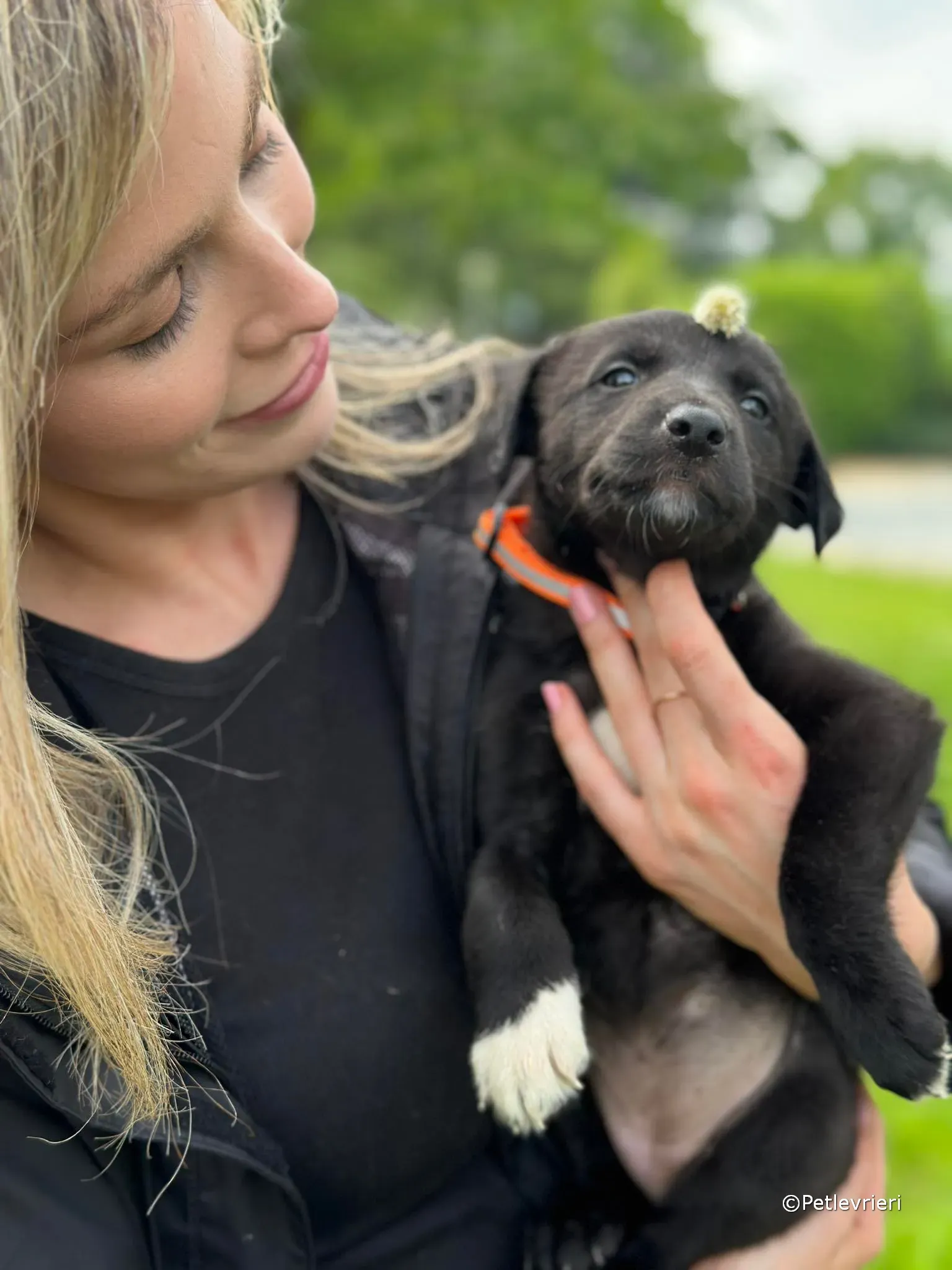 bella adozione greyhound petlevrieri 16