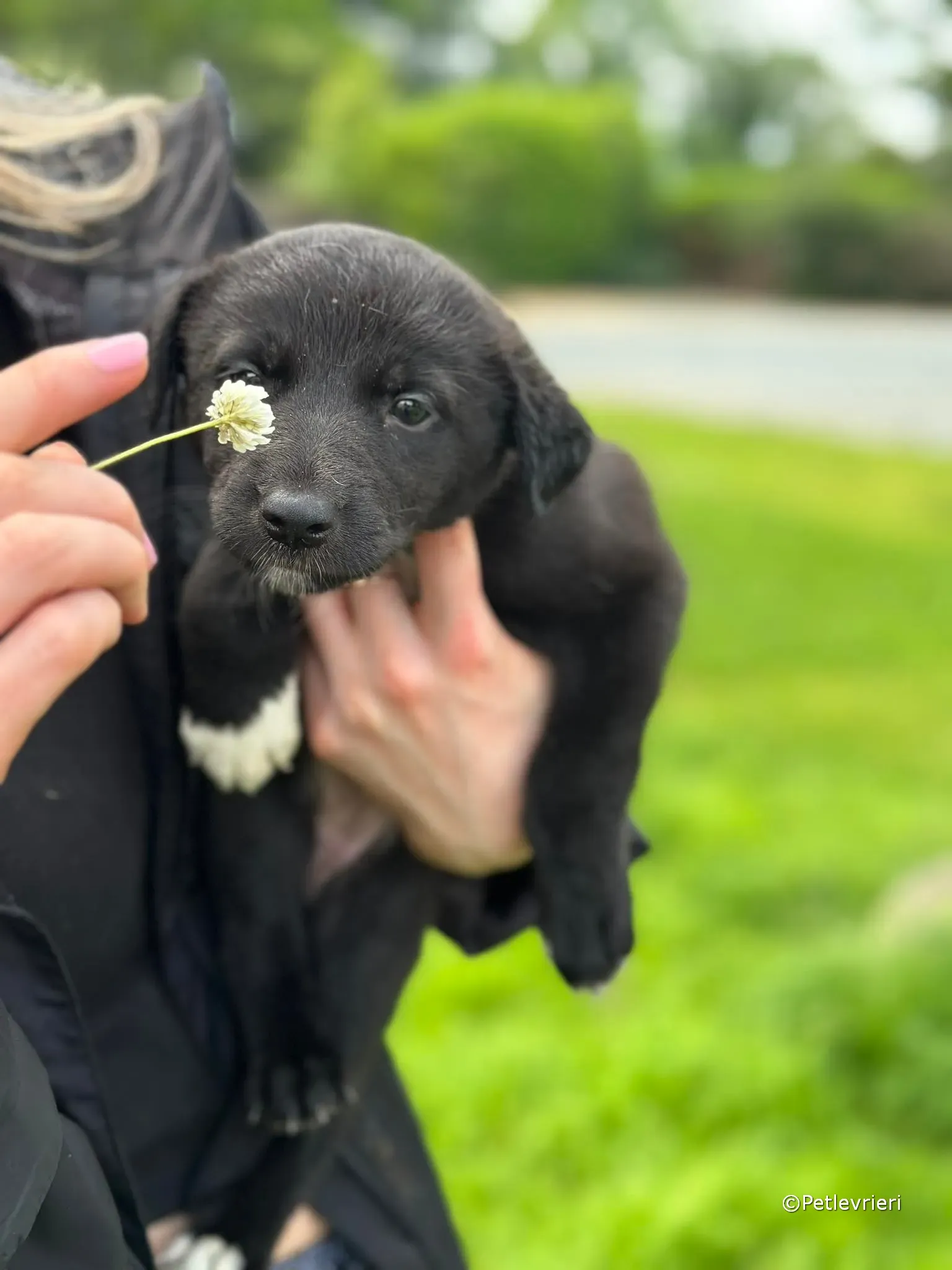 bella adozione greyhound petlevrieri 18