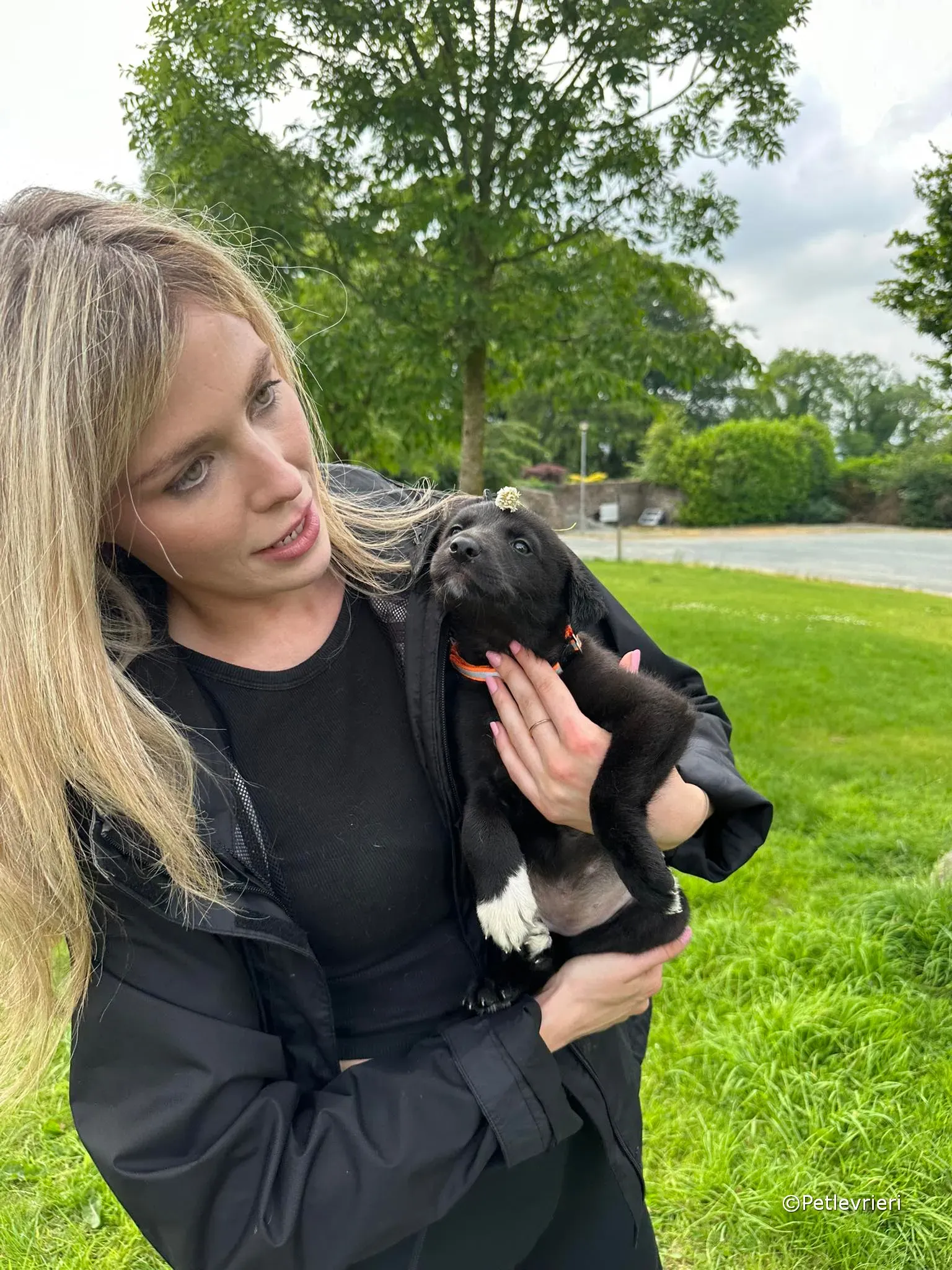 bella adozione greyhound petlevrieri 21