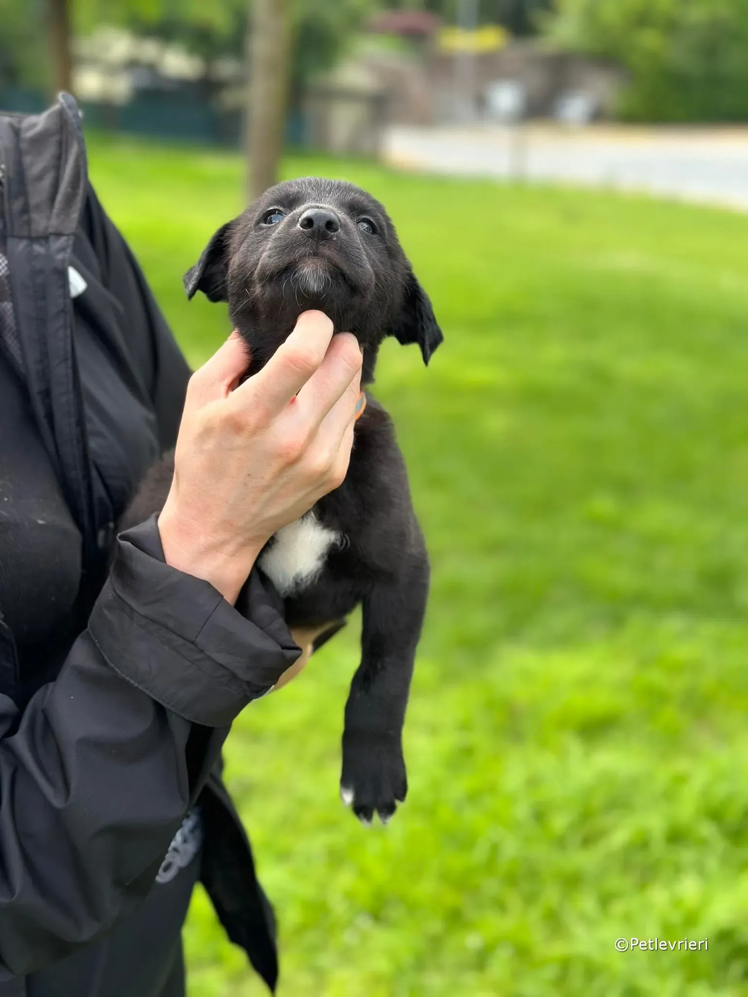 bella adozione greyhound petlevrieri 23