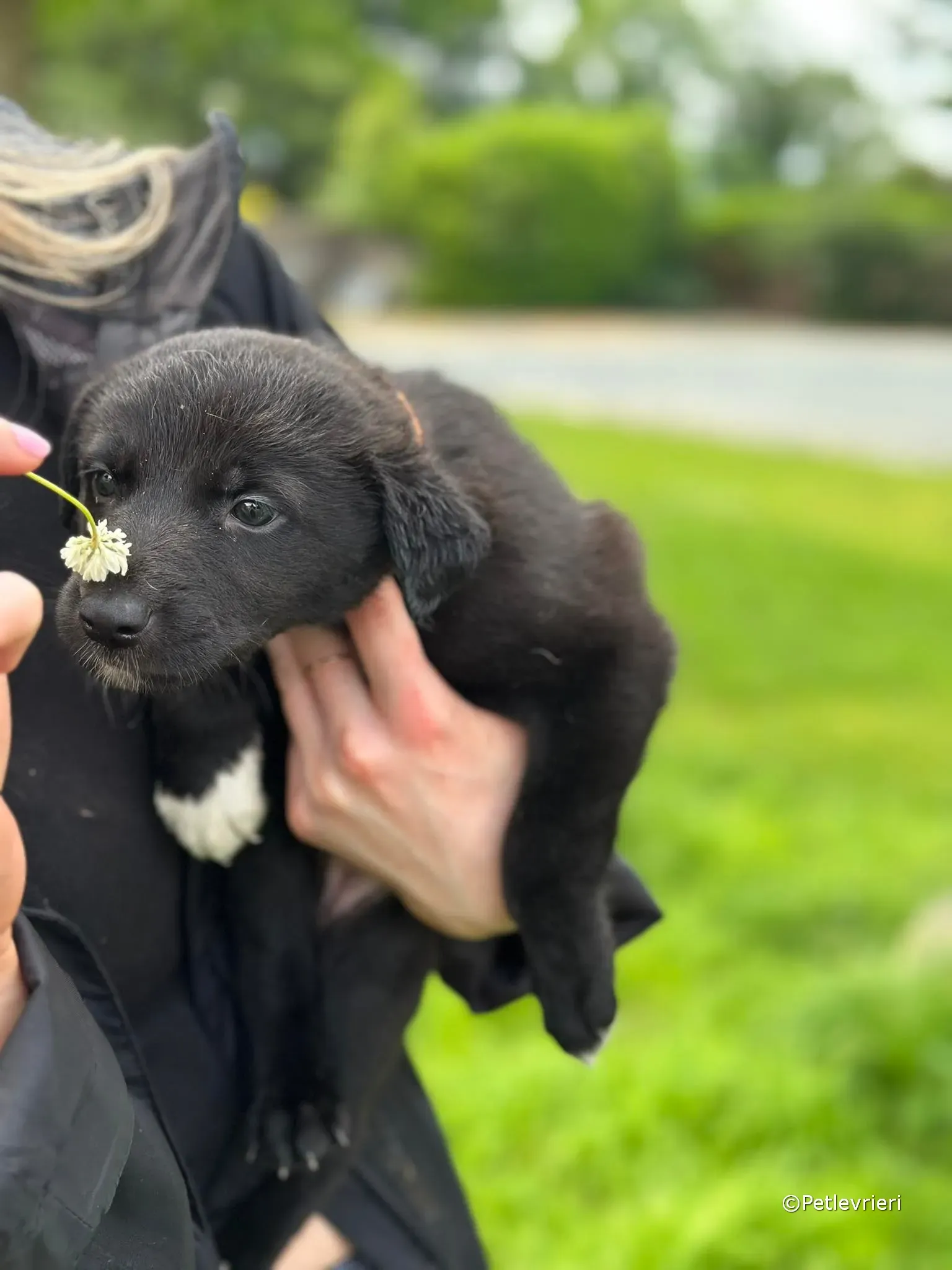 bella adozione greyhound petlevrieri 24