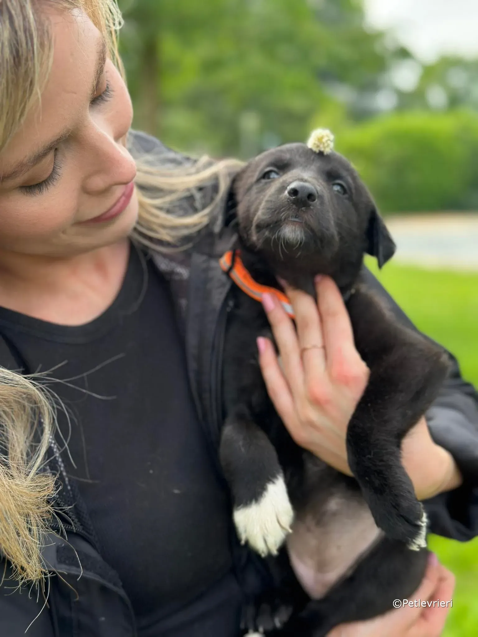 bella adozione greyhound petlevrieri 25