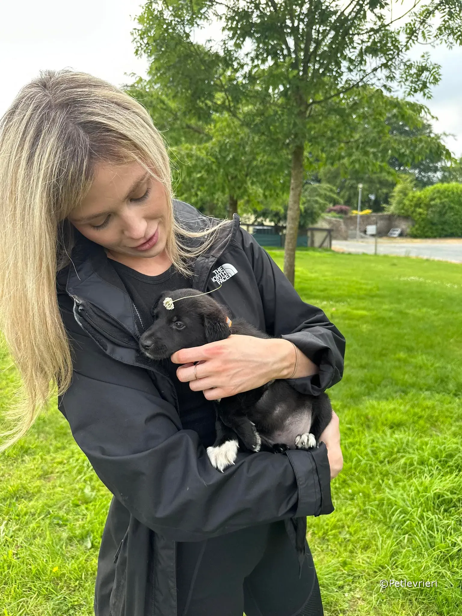 bella adozione greyhound petlevrieri 26