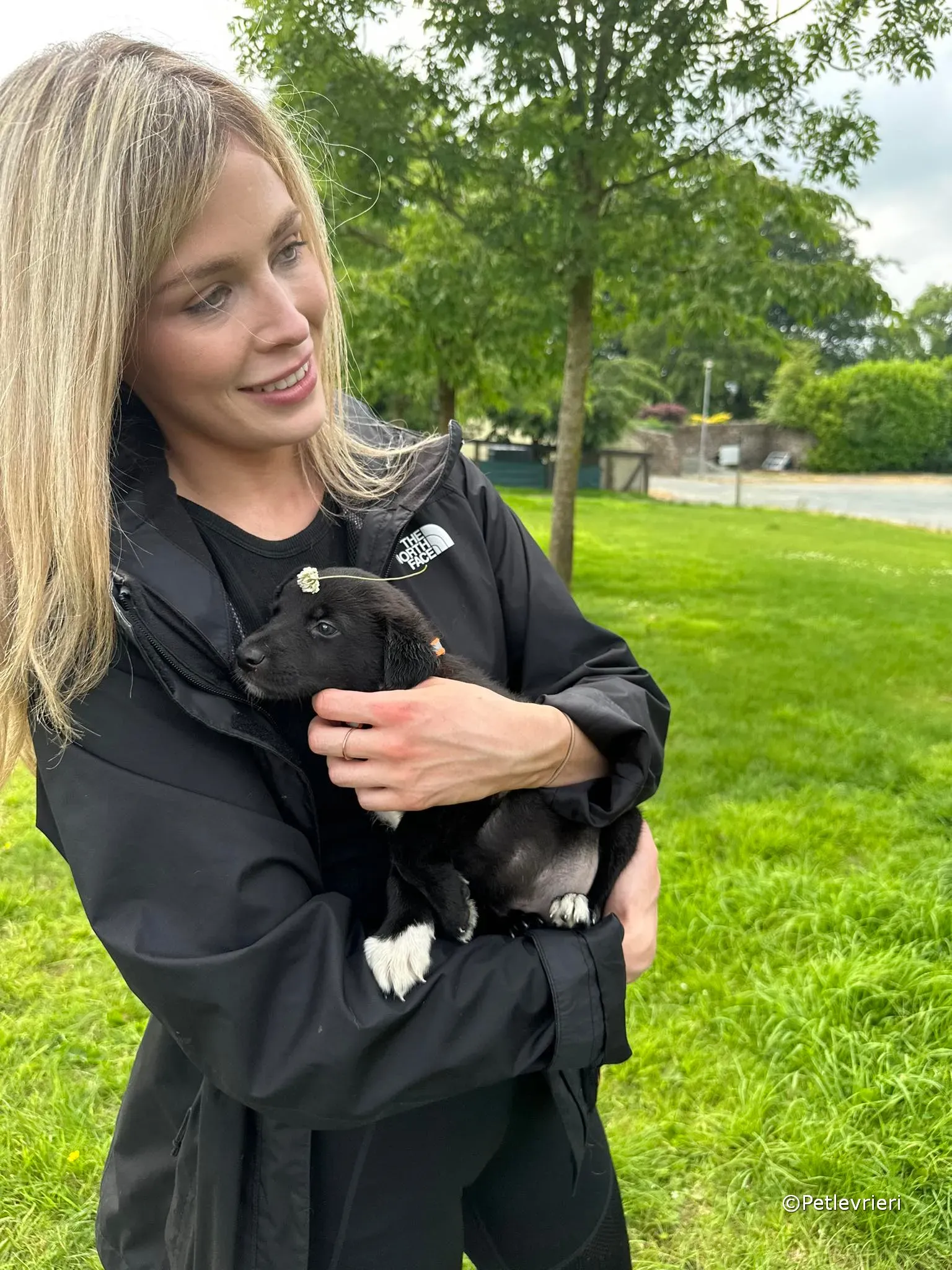 bella adozione greyhound petlevrieri 27