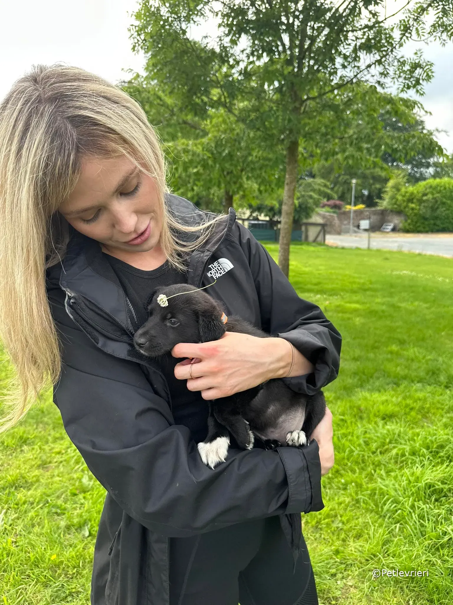 bella adozione greyhound petlevrieri 28