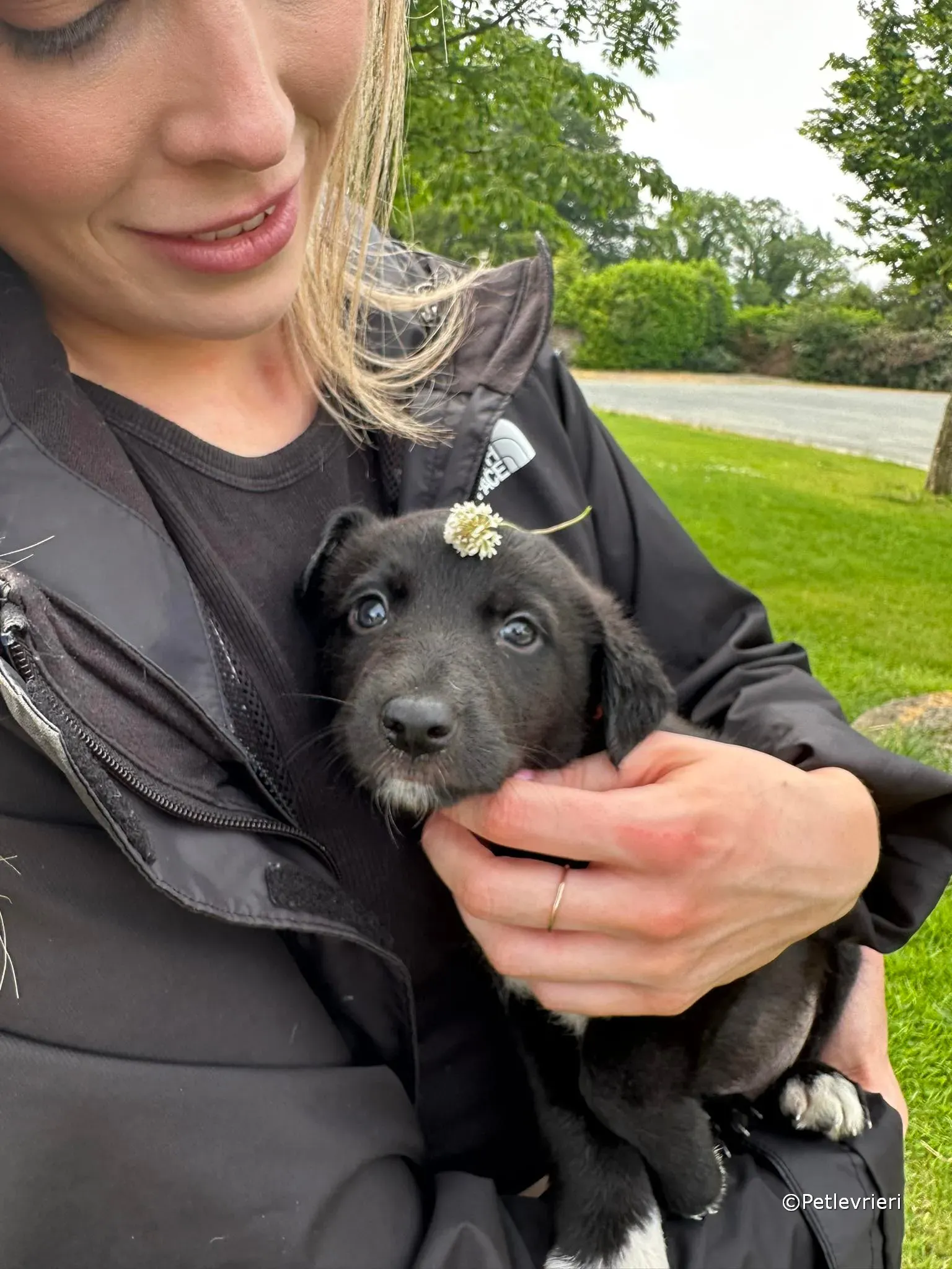 bella adozione greyhound petlevrieri 29