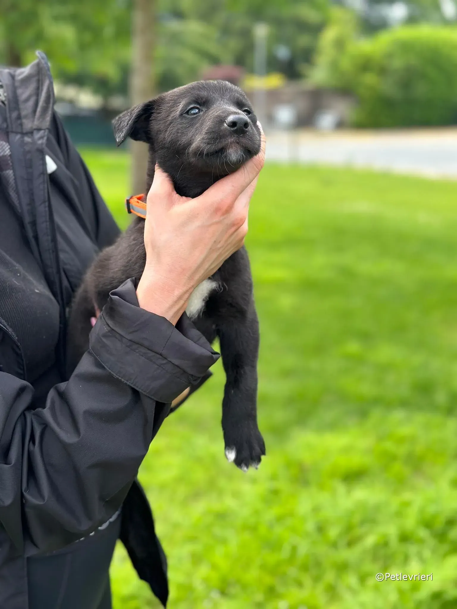 bella adozione greyhound petlevrieri 30