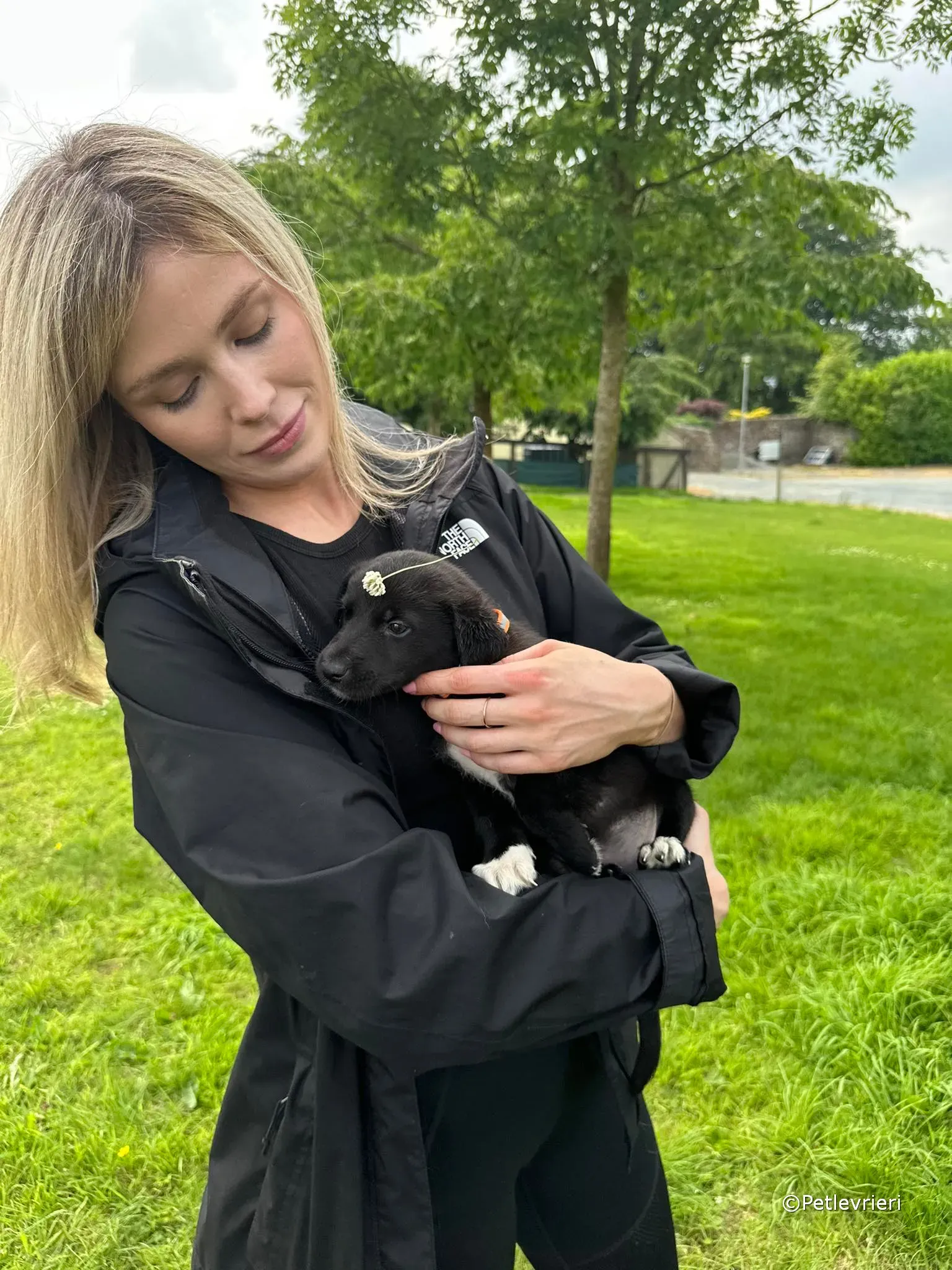 bella adozione greyhound petlevrieri 32