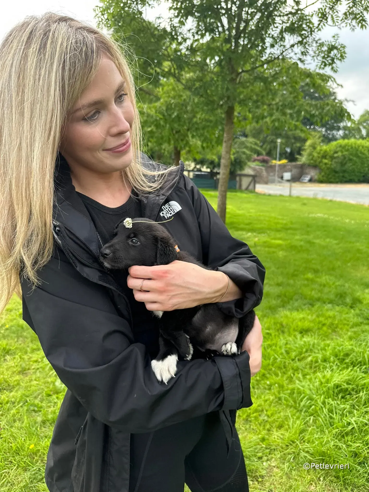 bella adozione greyhound petlevrieri 33