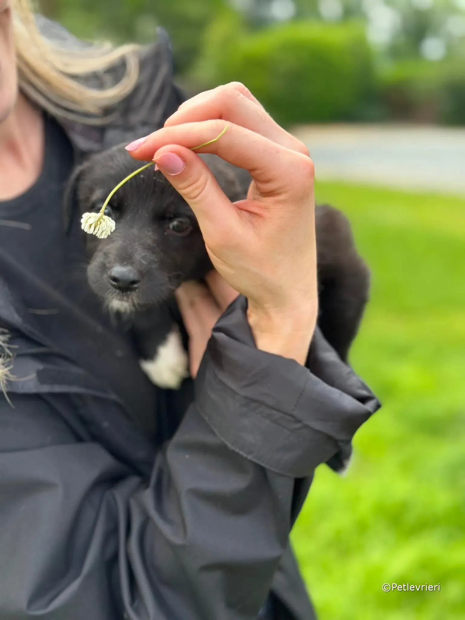 bella adozione greyhound petlevrieri 34