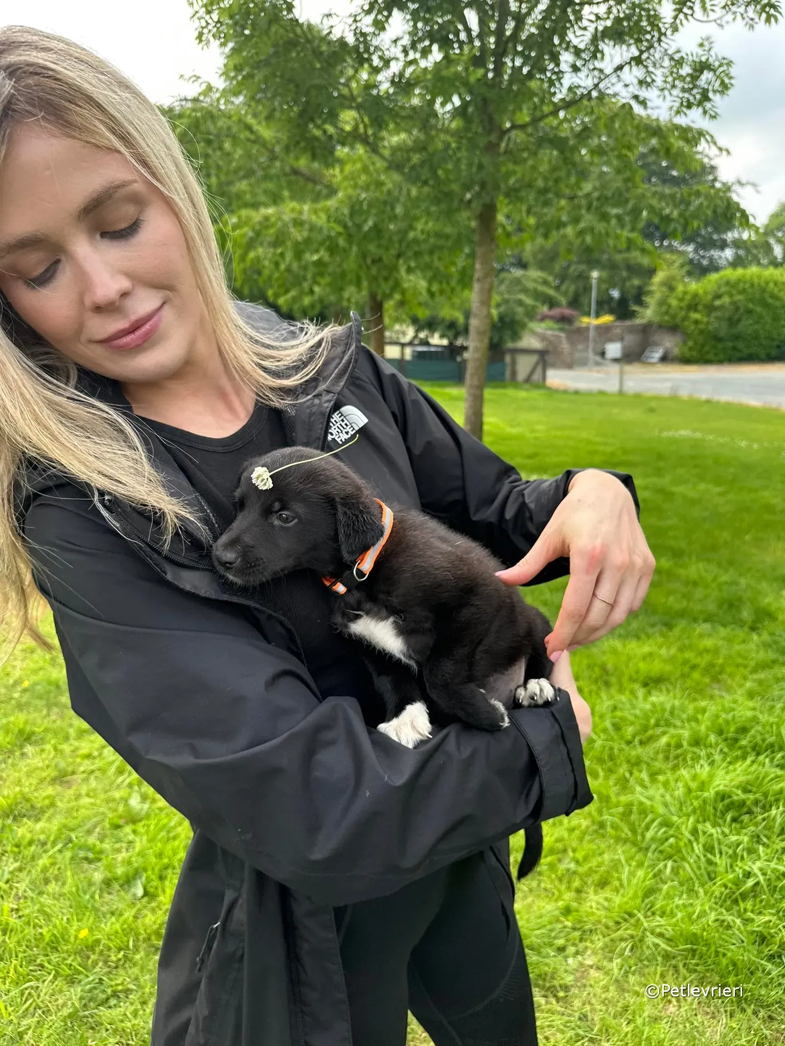 bella adozione greyhound petlevrieri 36