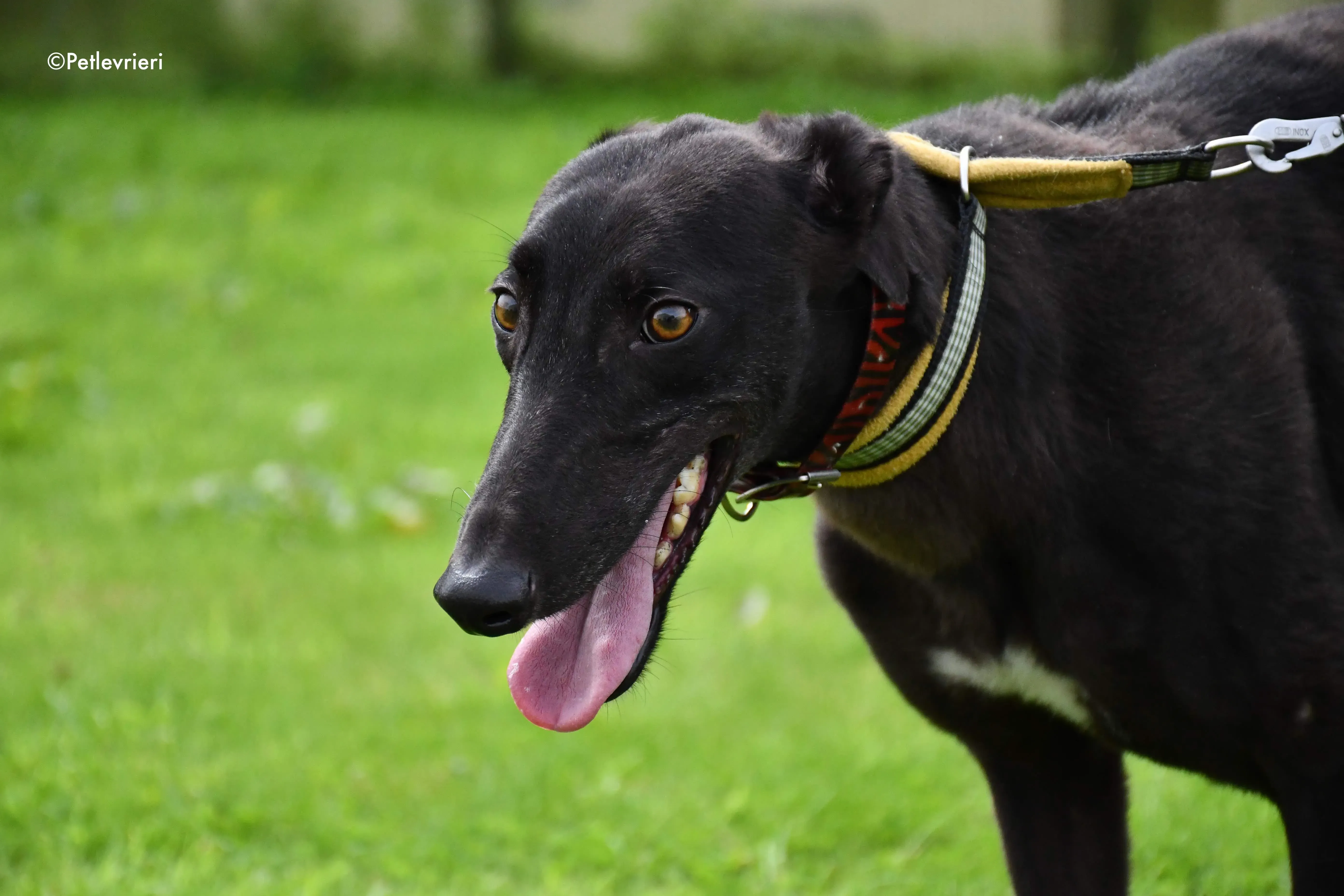bella adozione levrieri greyhound 3