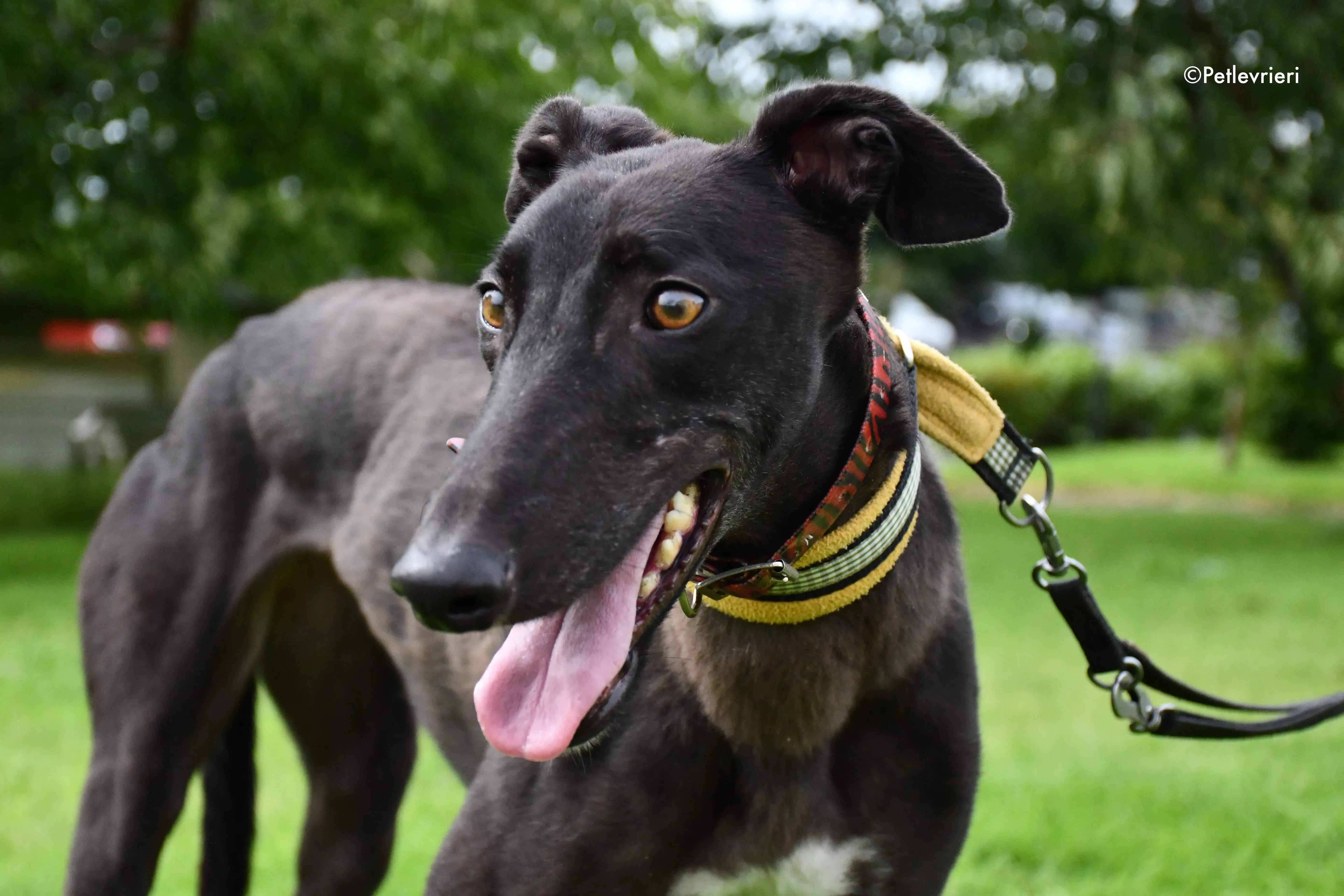 bella adozione levrieri greyhound 4