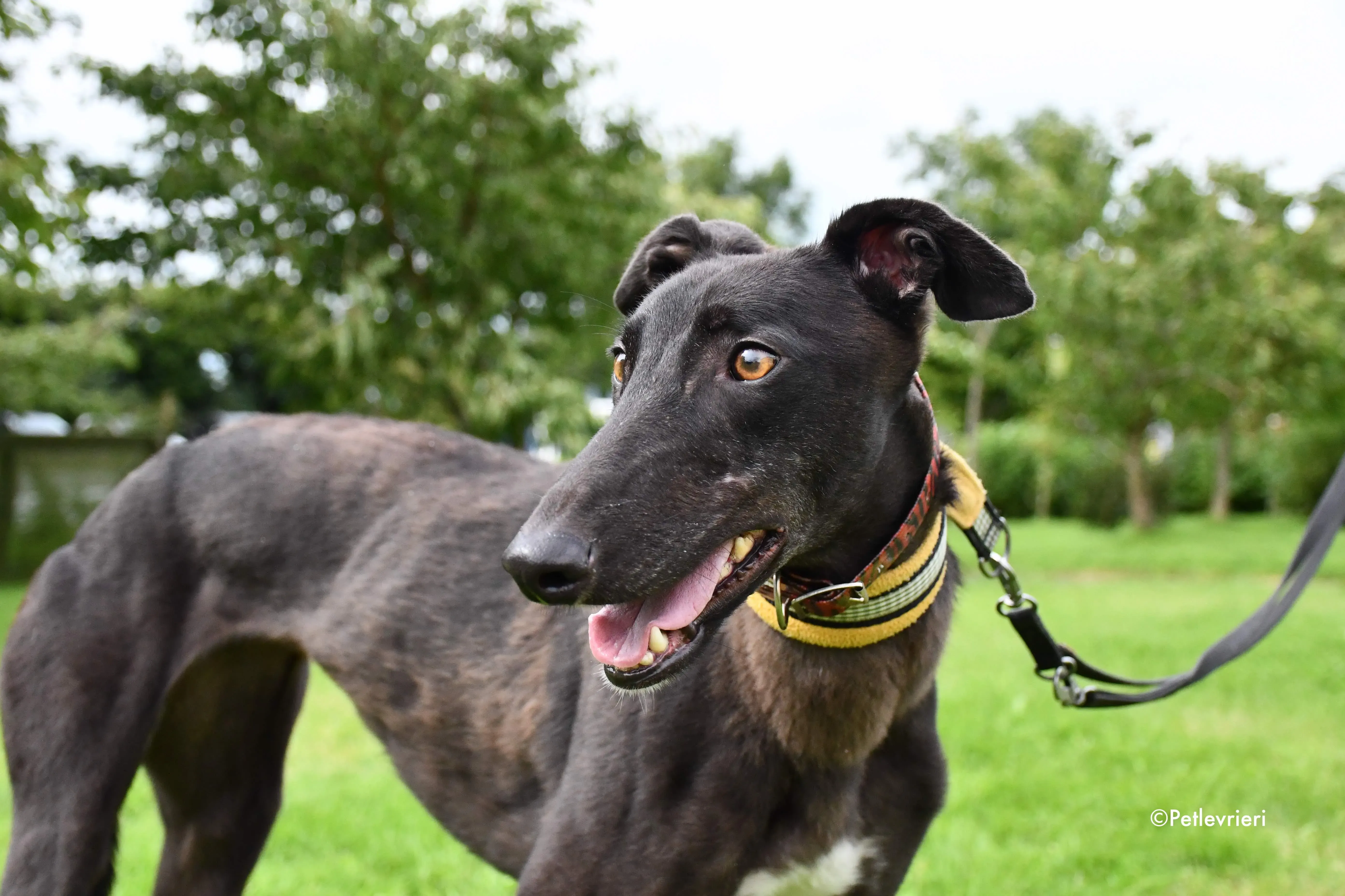 bella adozione levrieri greyhound 5