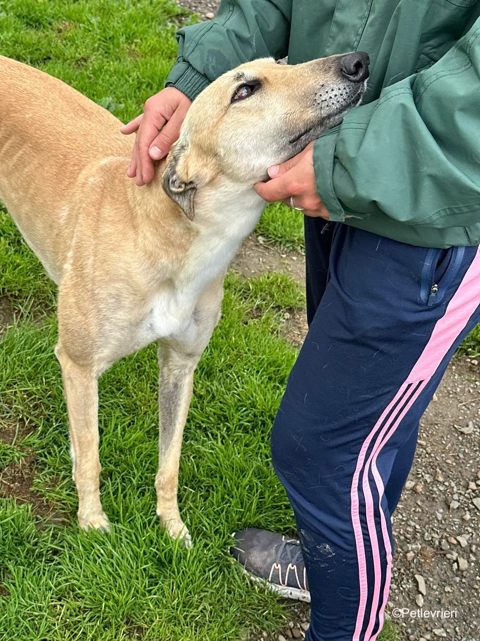 bella adozione levrieri greyhound 11