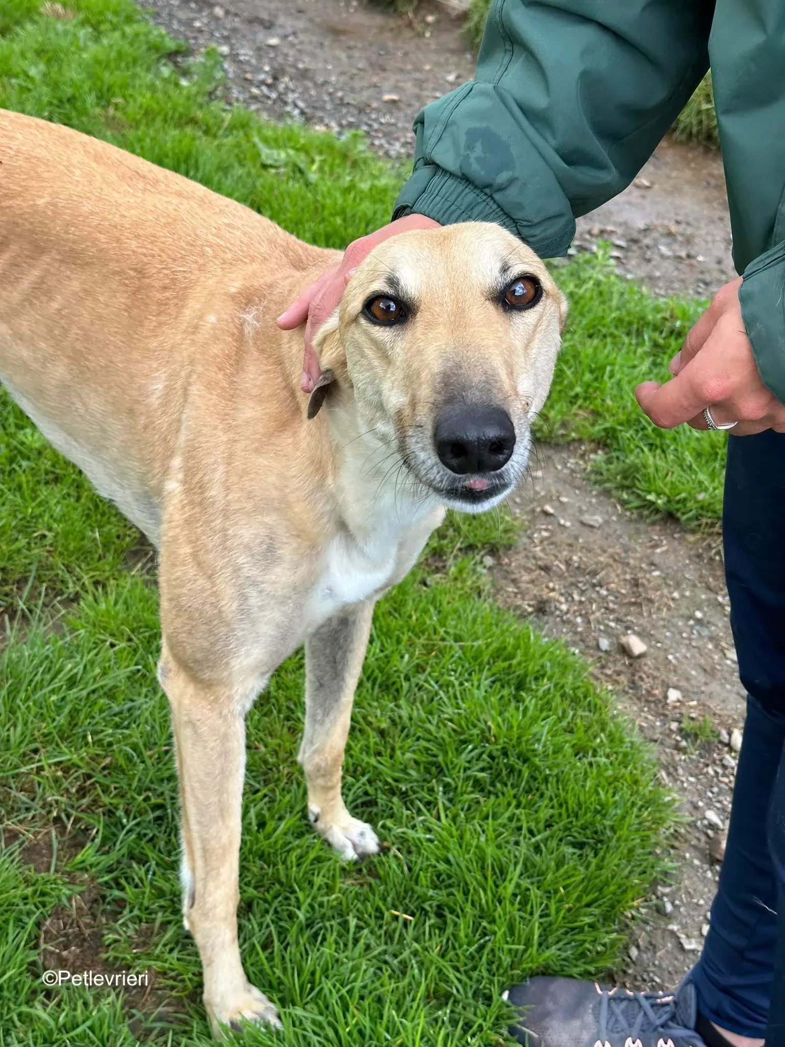 bella adozione levrieri greyhound 12