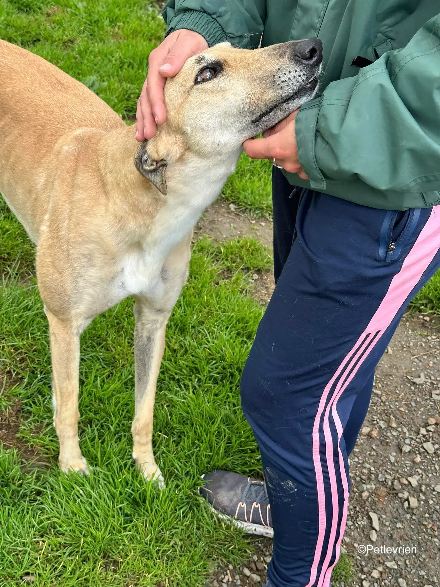 bella adozione levrieri greyhound 13