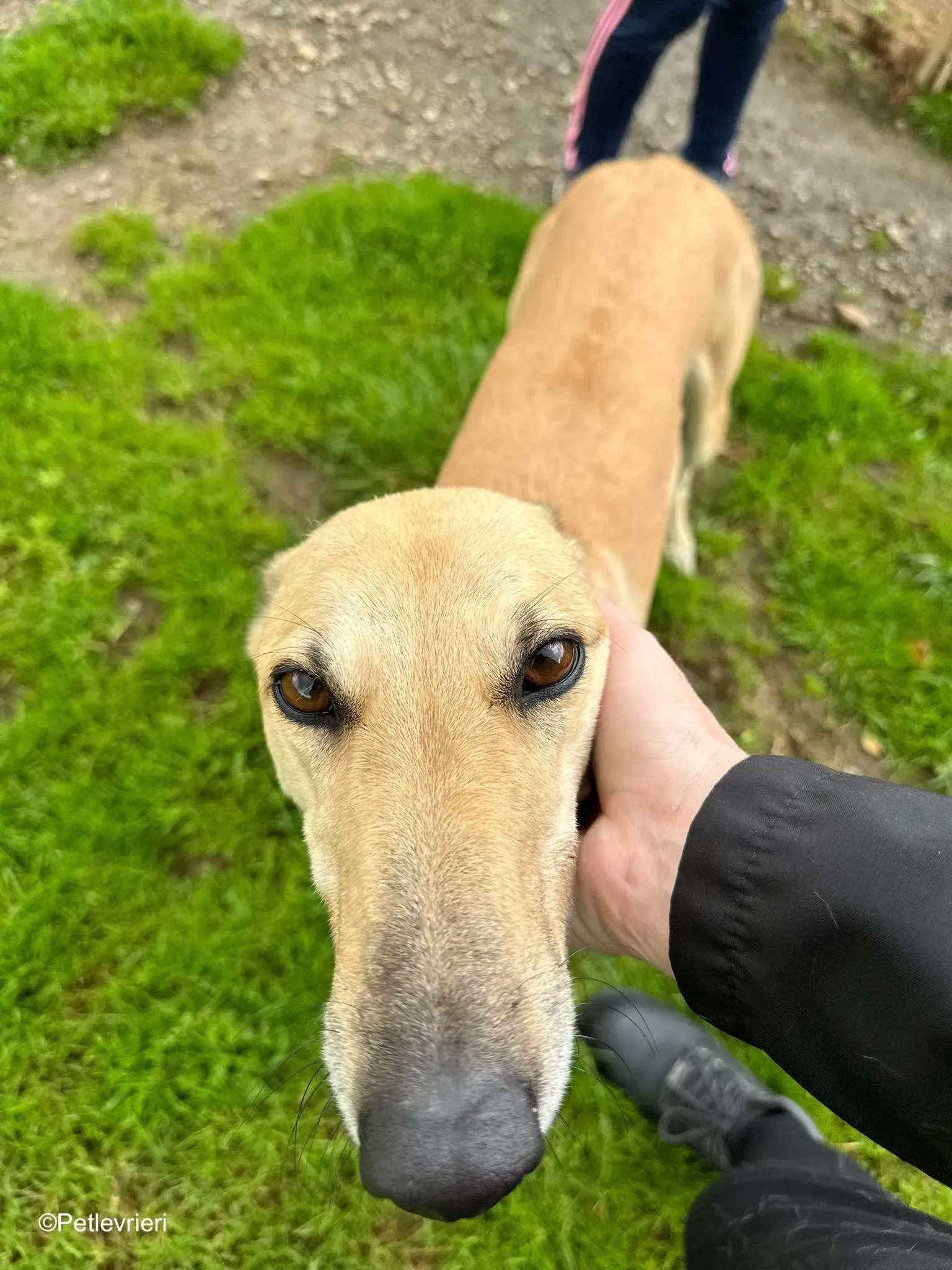 bella adozione levrieri greyhound 15