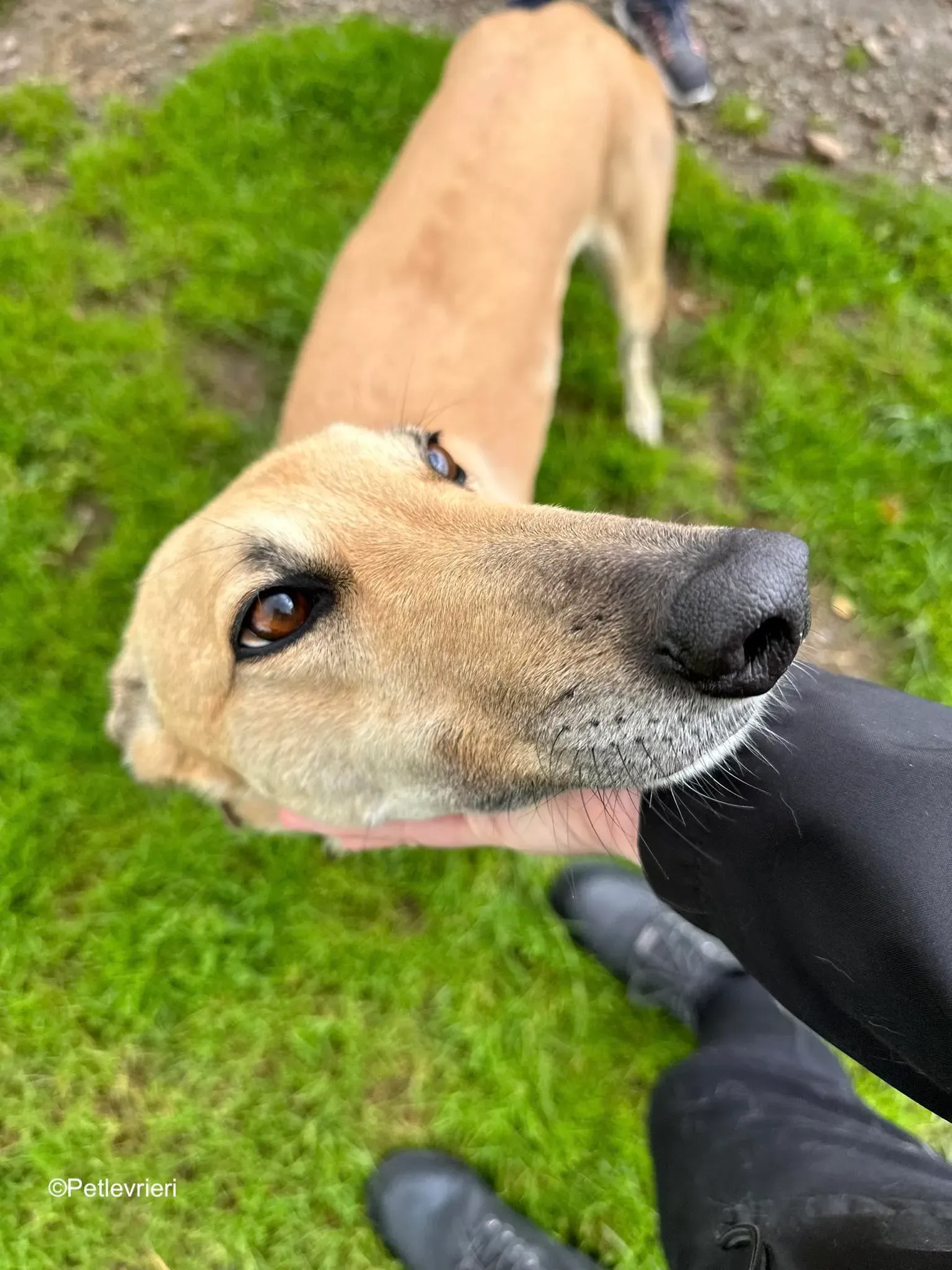 bella adozione levrieri greyhound 17