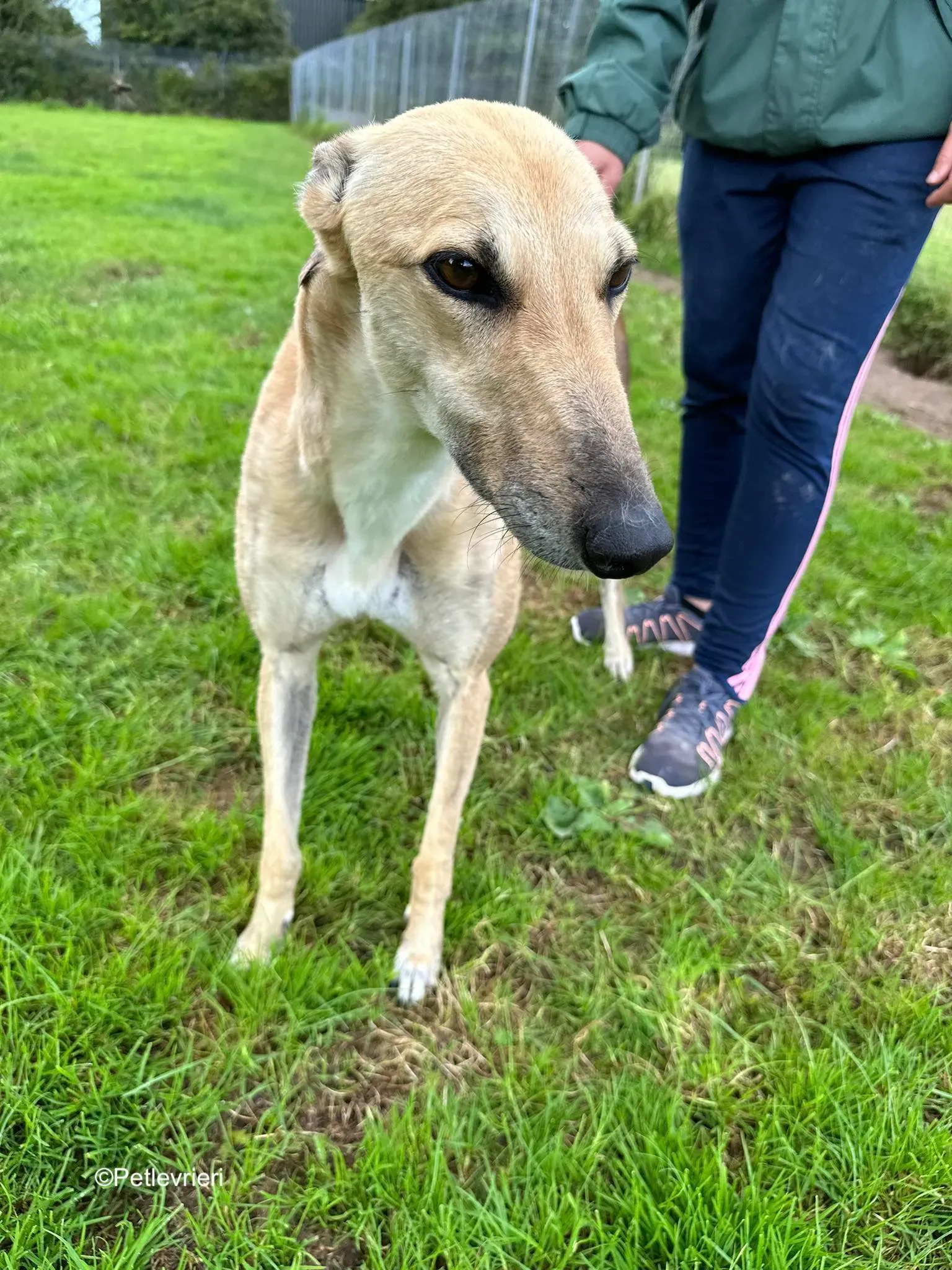 bella adozione levrieri greyhound 3