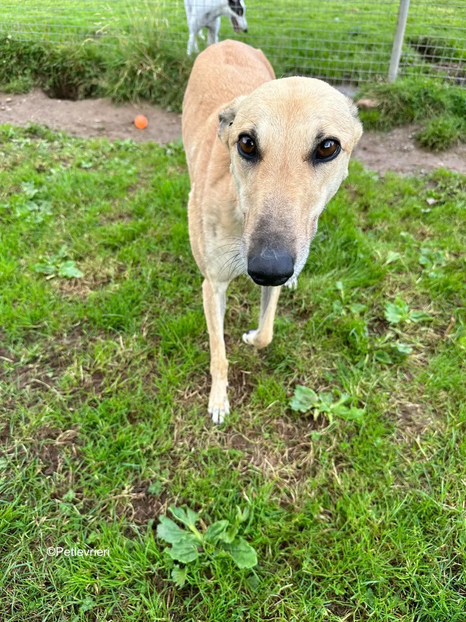 bella adozione levrieri greyhound 7