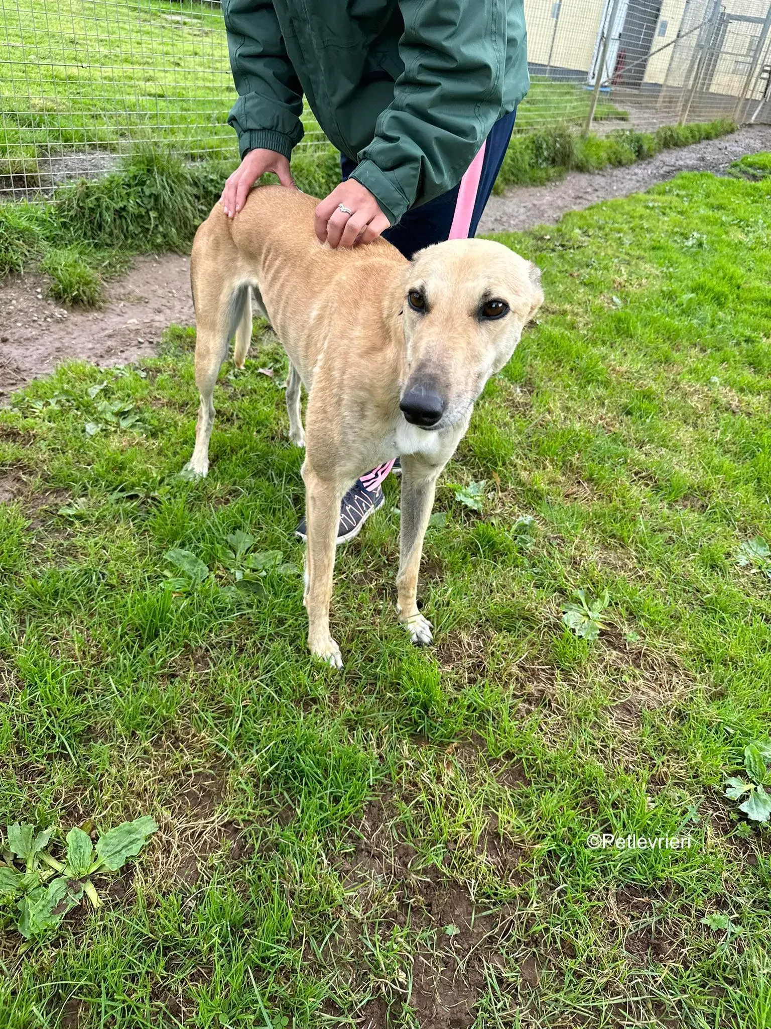 bella adozione levrieri greyhound 8