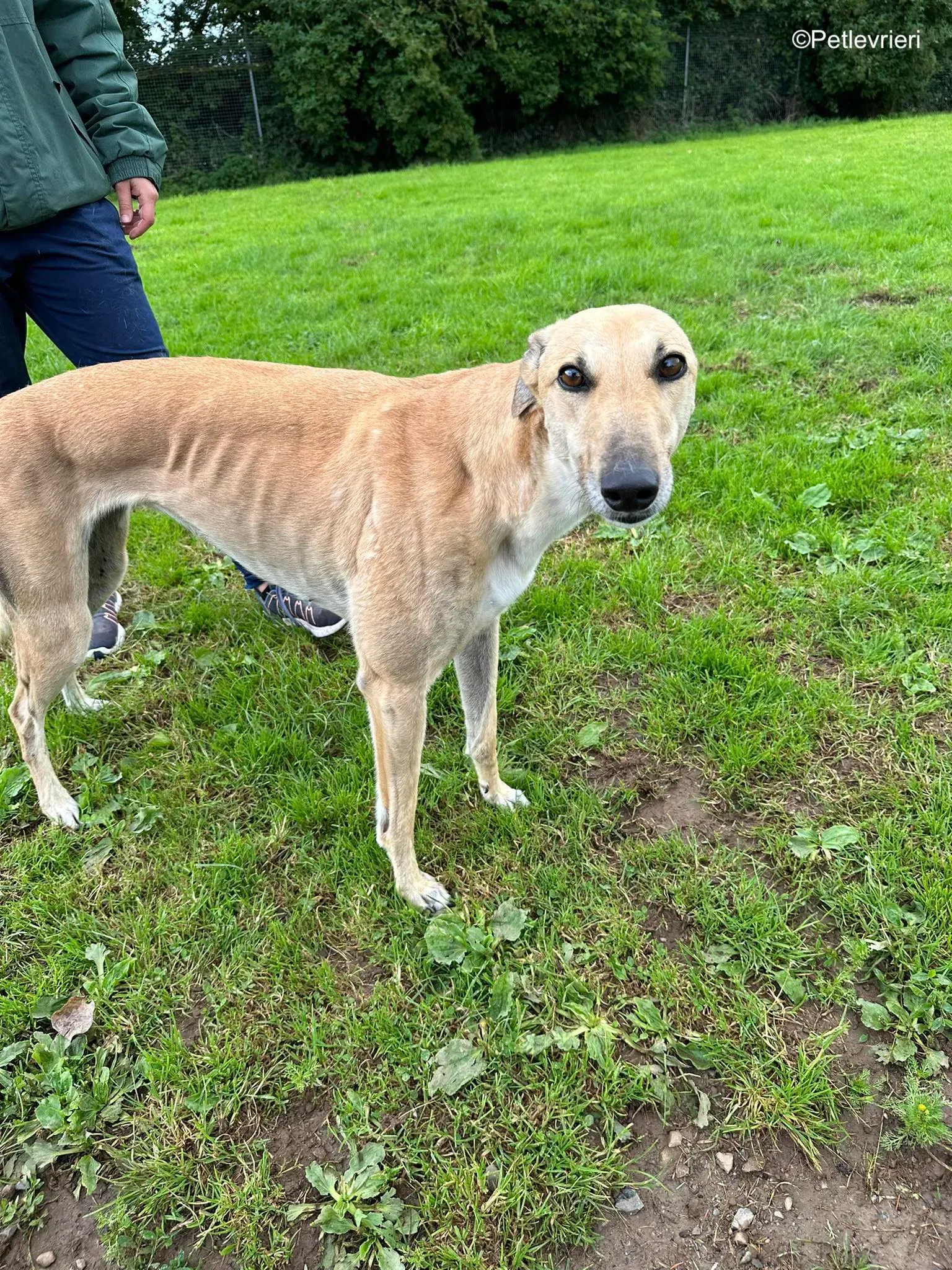 bella adozione levrieri greyhound 9