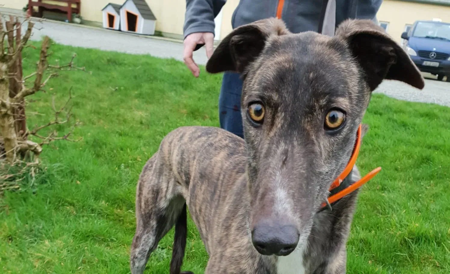 bella adozione levrieri greyhound 3 e1546976585829