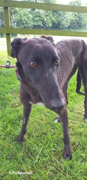 bella adozione levrieri greyhound 4