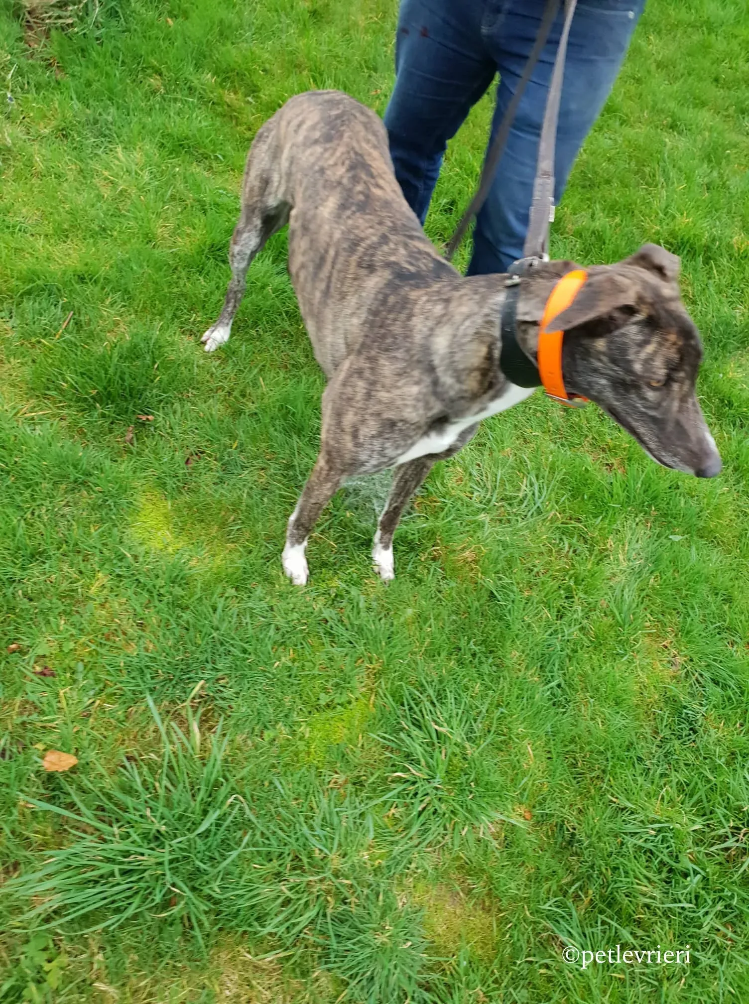 bella adozione levrieri greyhound 5