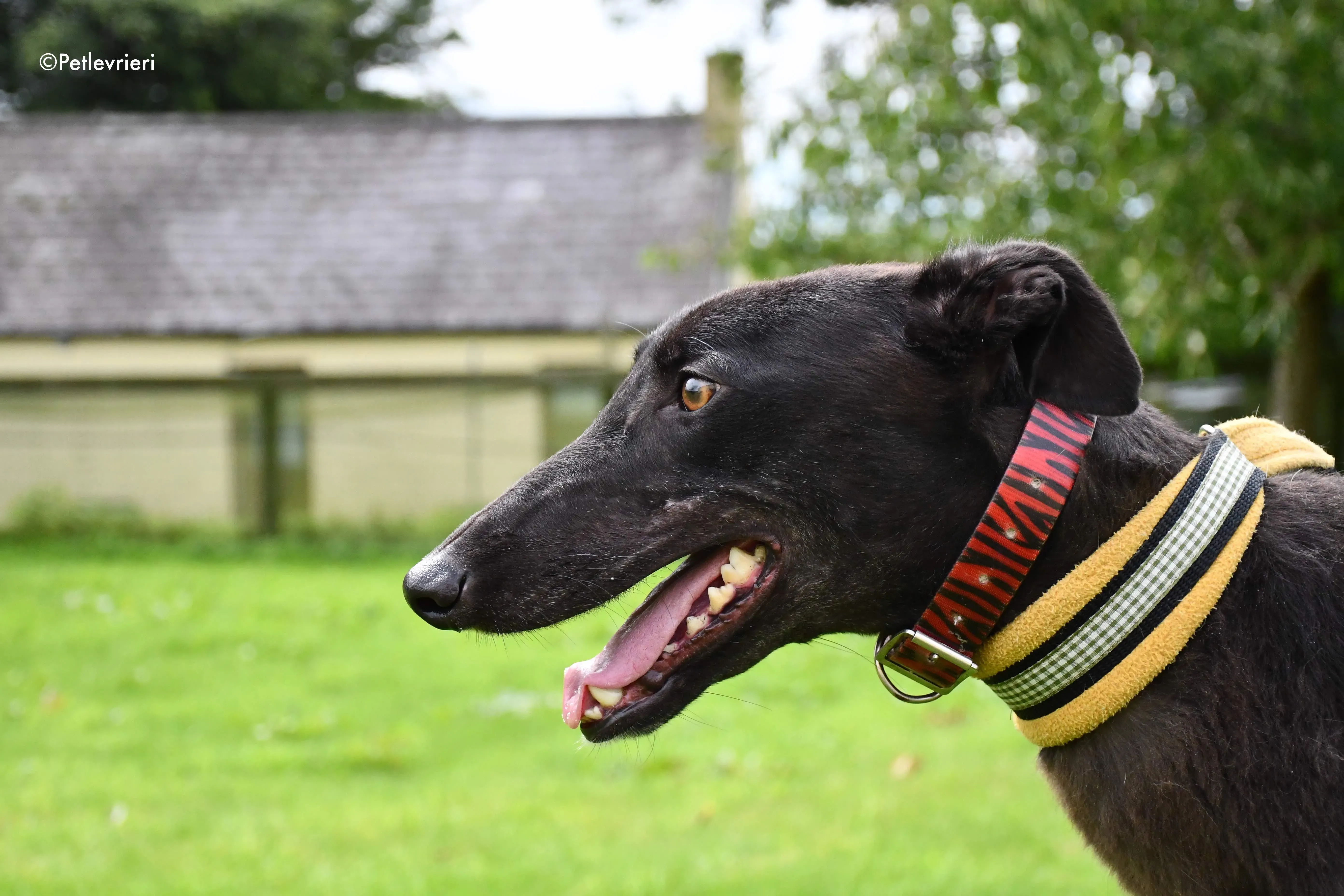 bella adozione levrieri greyhound 1