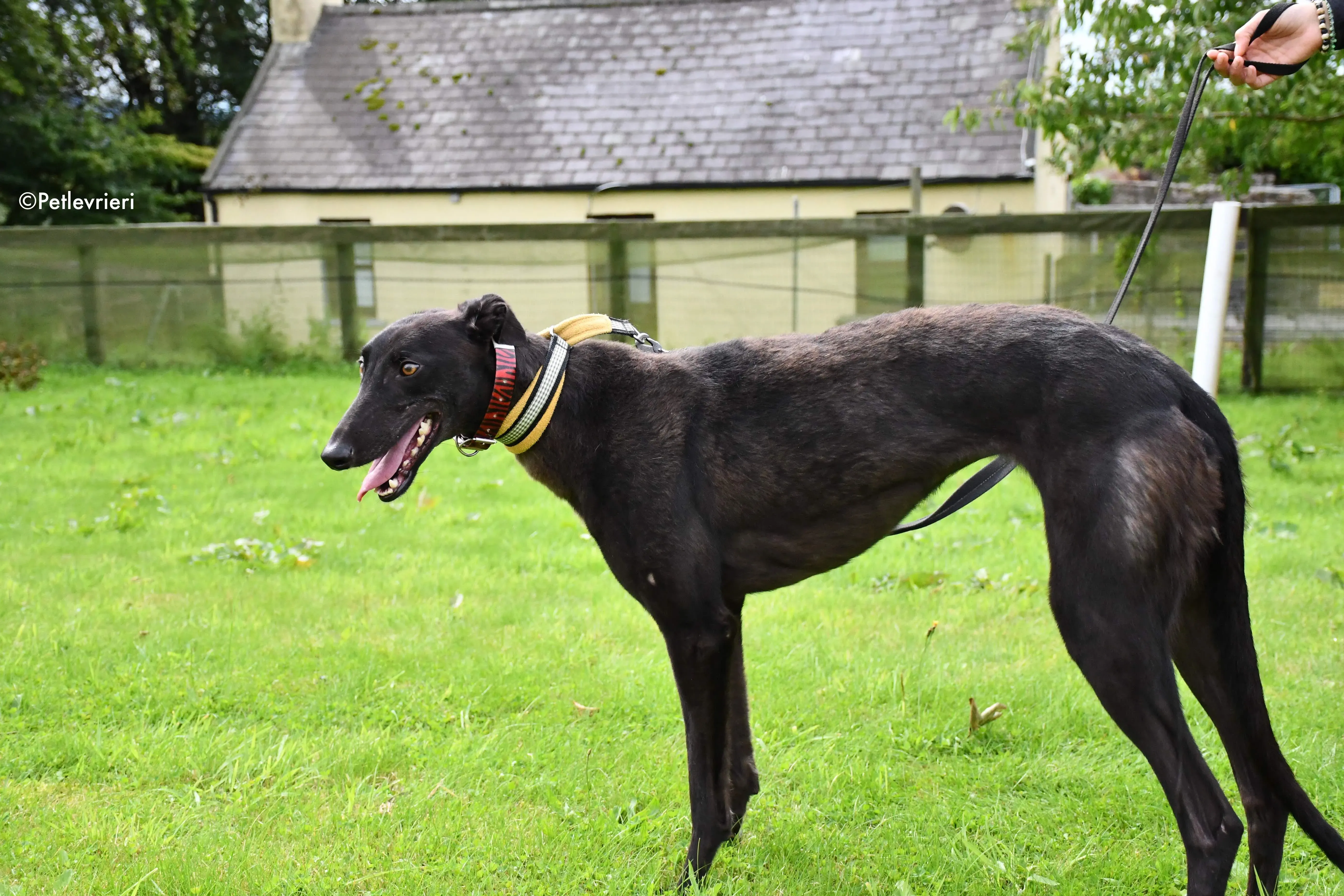 bella adozione levrieri greyhound 2