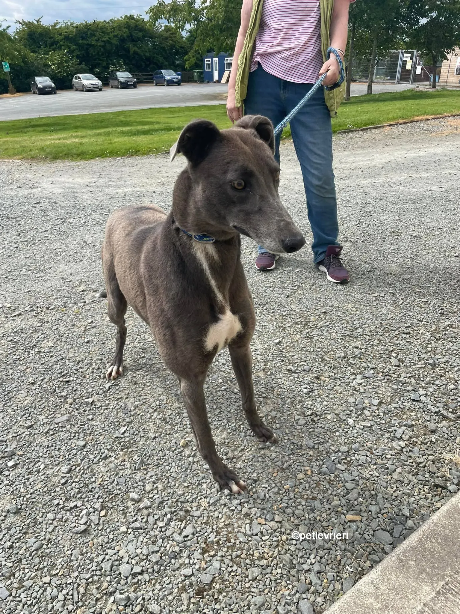 bella greyhounnd adozione pet levrieri 01