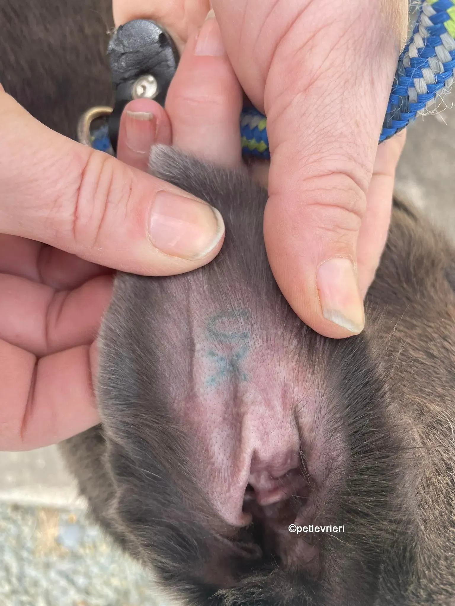 bella greyhounnd adozione pet levrieri 02