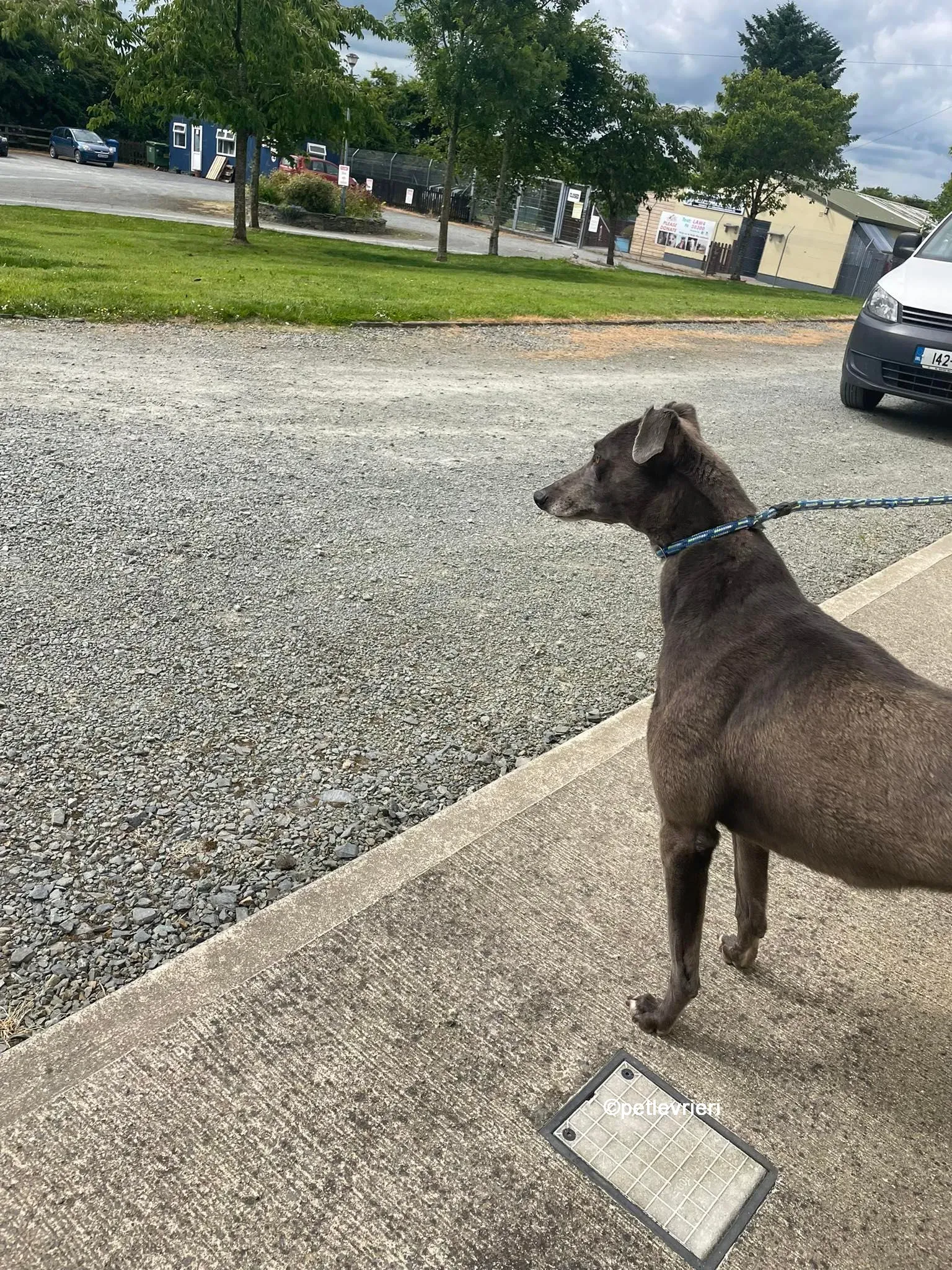 bella greyhounnd adozione pet levrieri 03