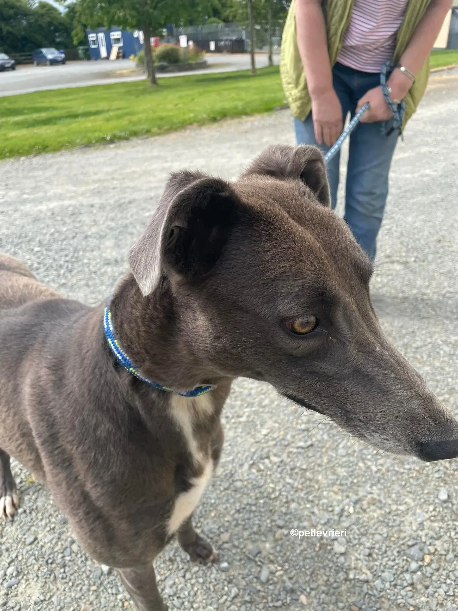 bella greyhounnd adozione pet levrieri 05