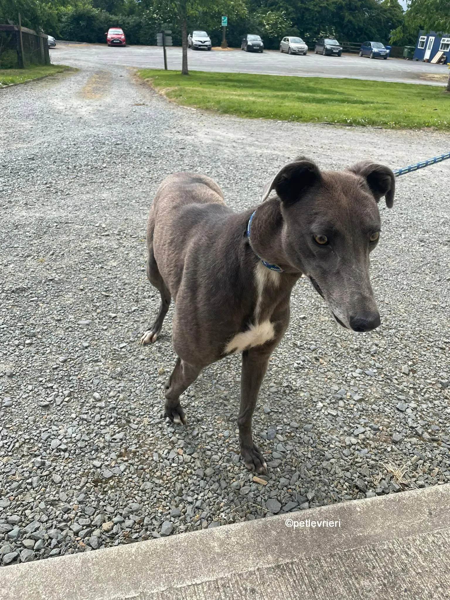 bella greyhounnd adozione pet levrieri 06