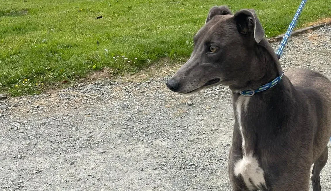 bella greyhounnd adozione pet levrieri 08 e1657224866671