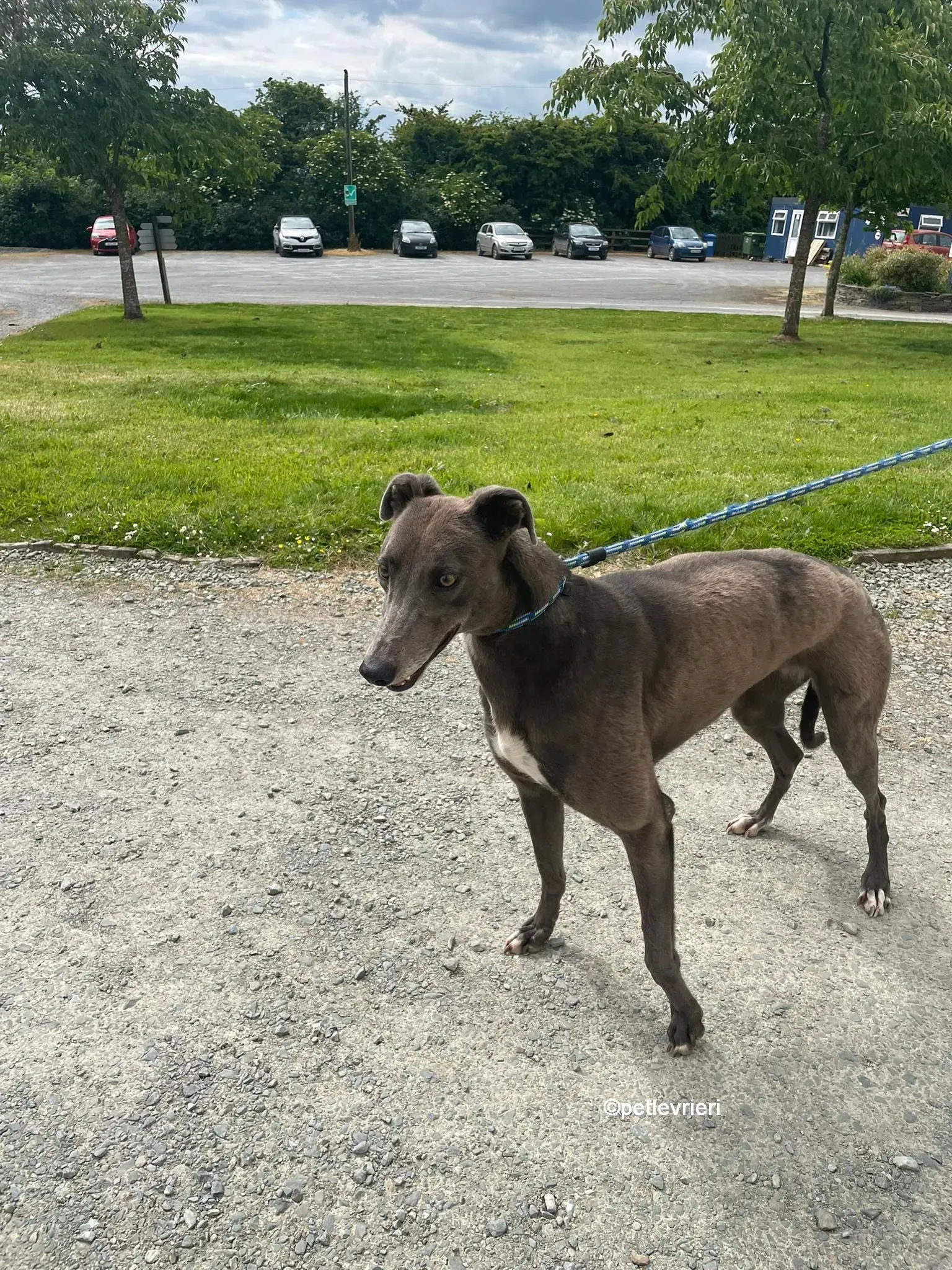 bella greyhounnd adozione pet levrieri 09
