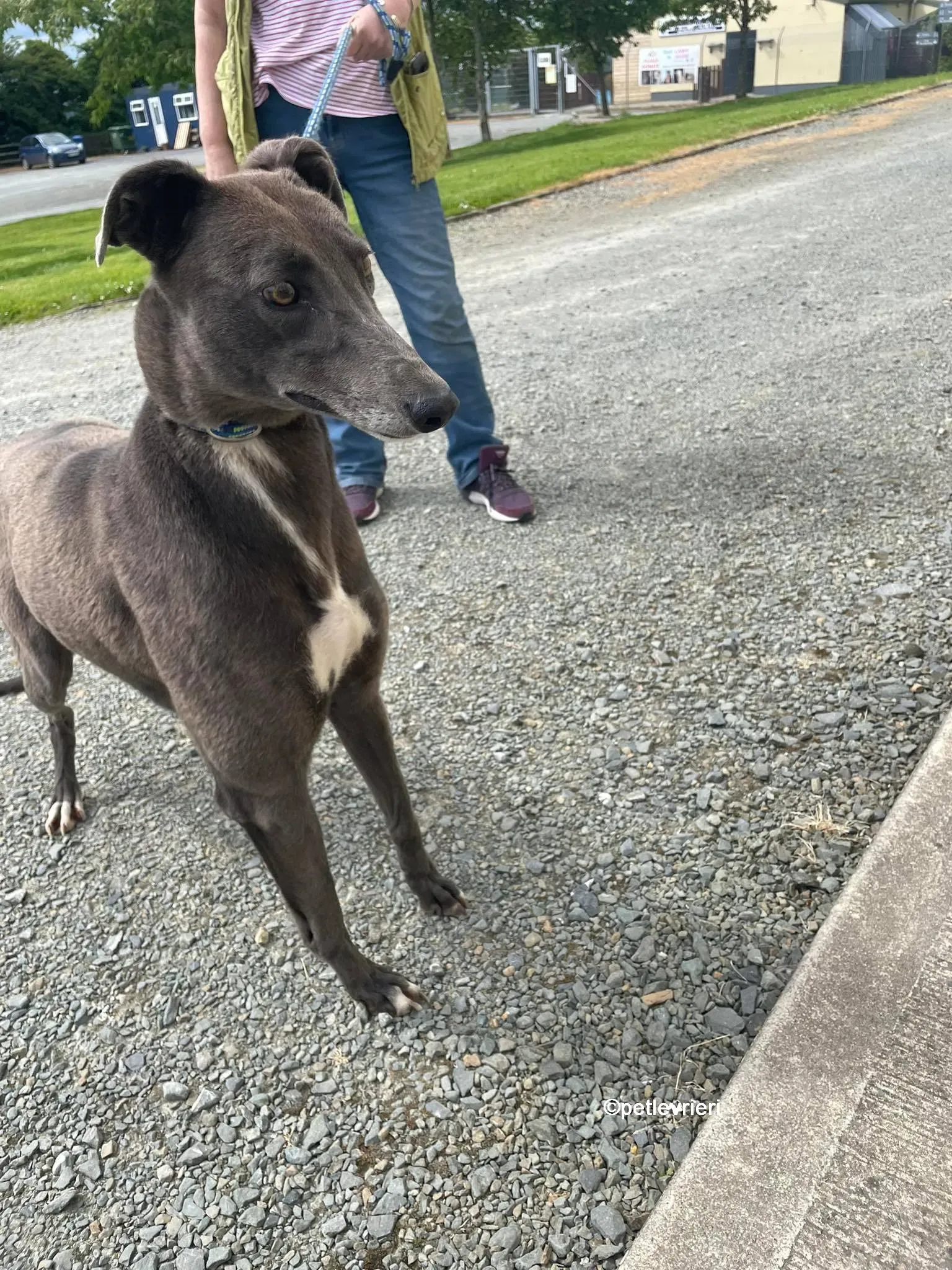 bella greyhounnd adozione pet levrieri 10