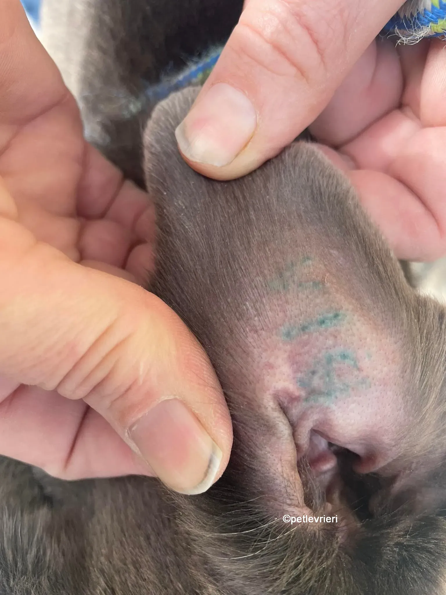 bella greyhounnd adozione pet levrieri 11