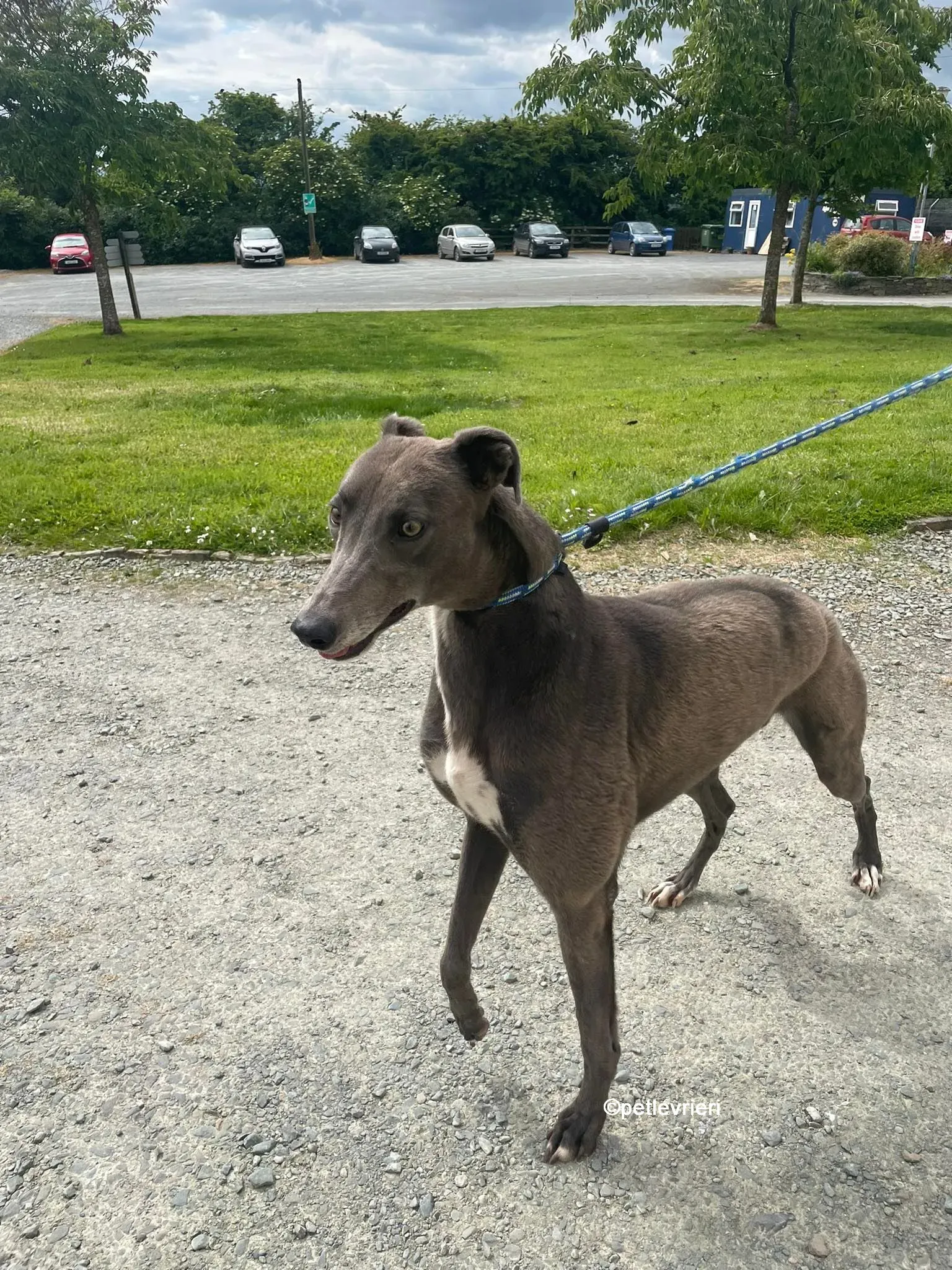 bella greyhounnd adozione pet levrieri 12
