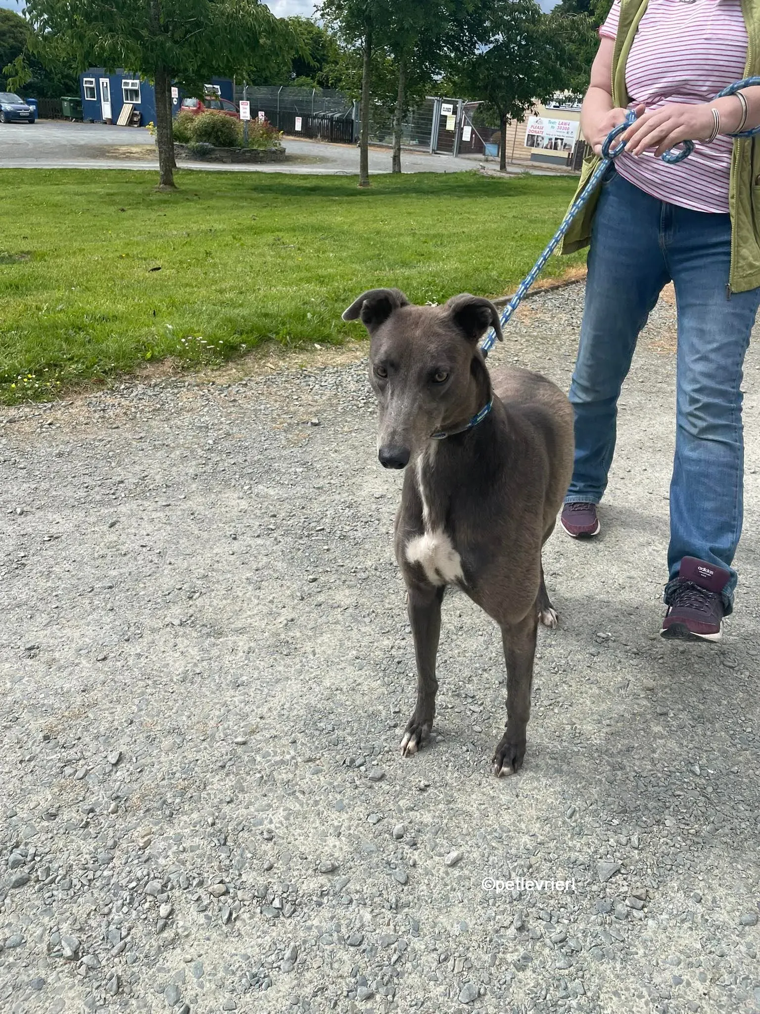bella greyhounnd adozione pet levrieri 13