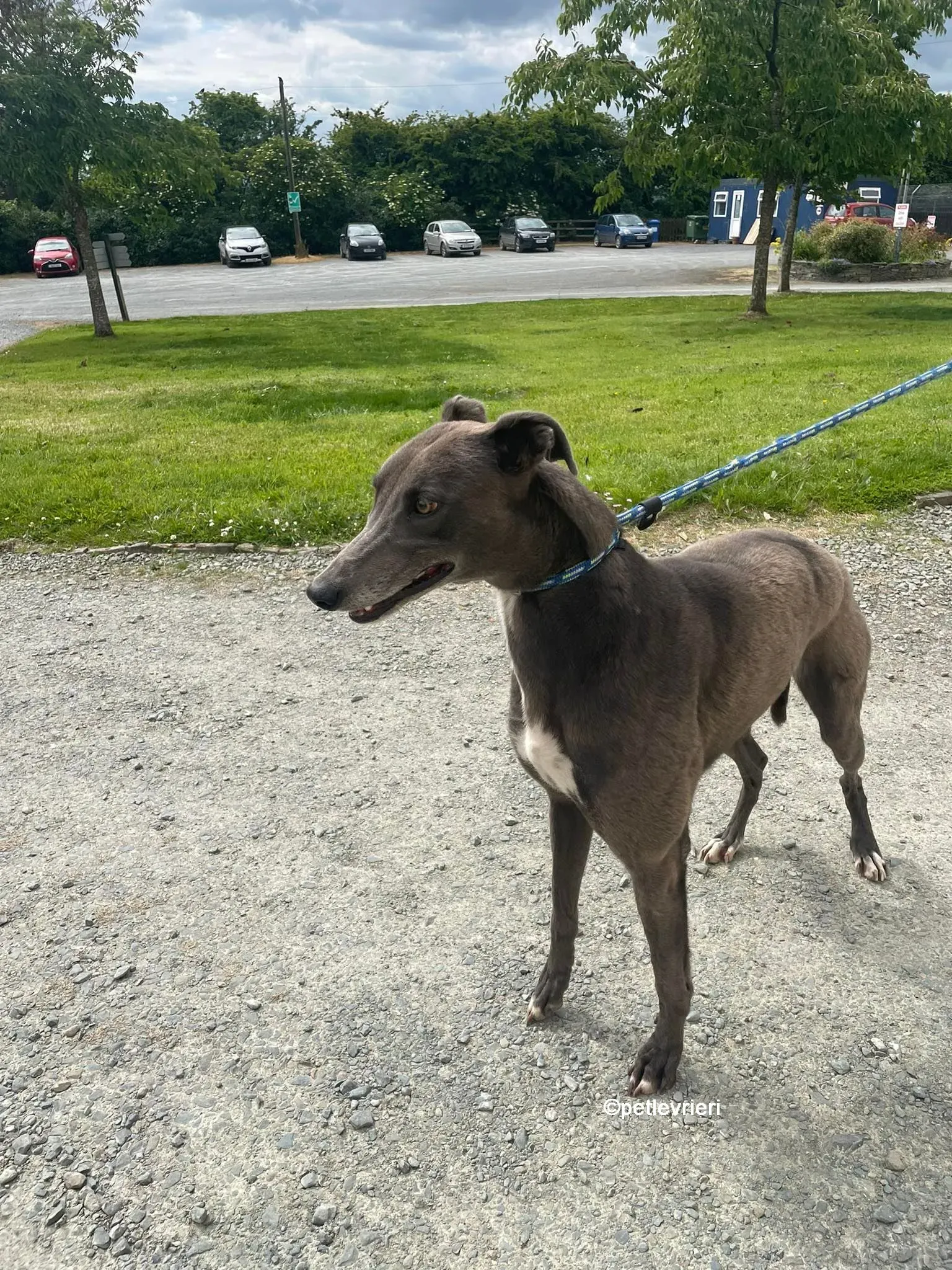 bella greyhounnd adozione pet levrieri 14
