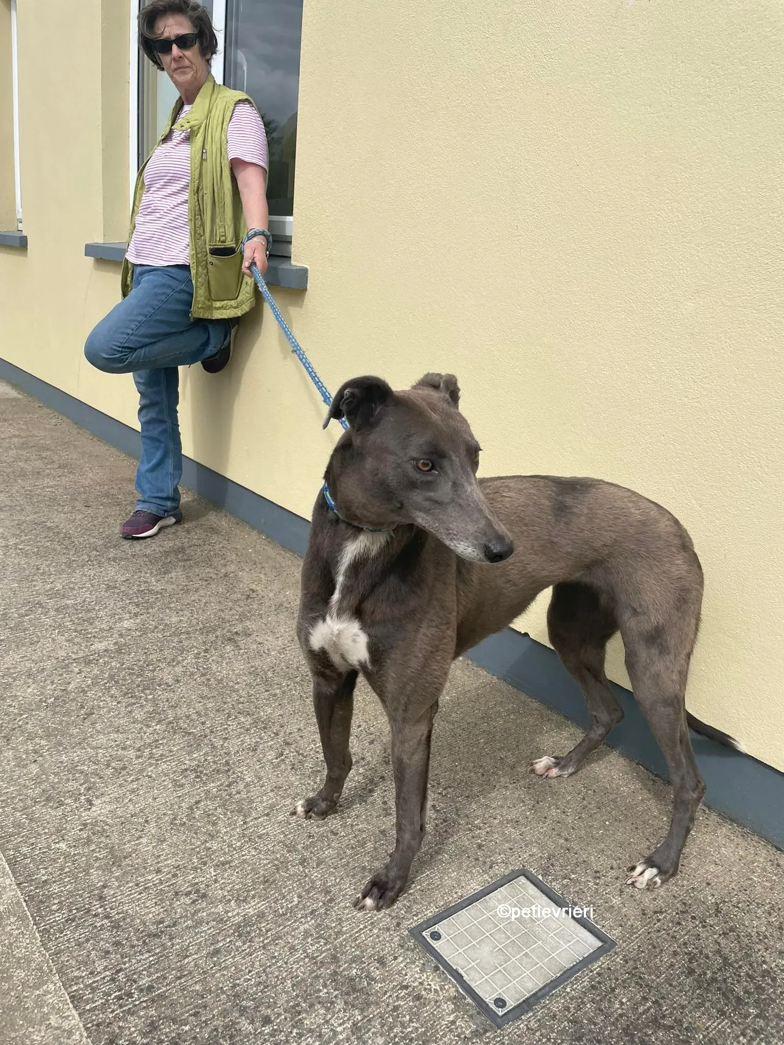 bella greyhounnd adozione pet levrieri 15
