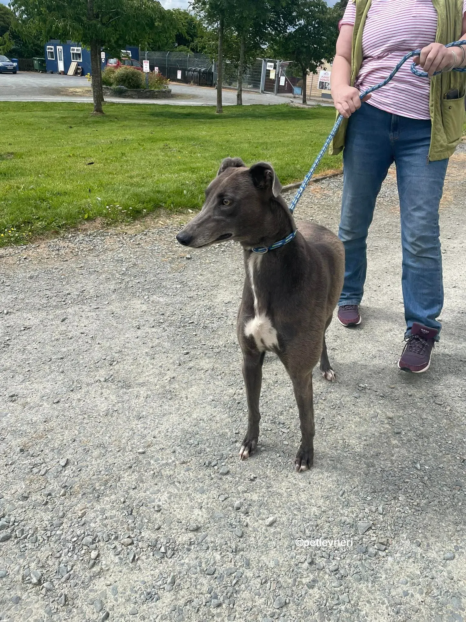 bella greyhounnd adozione pet levrieri 16