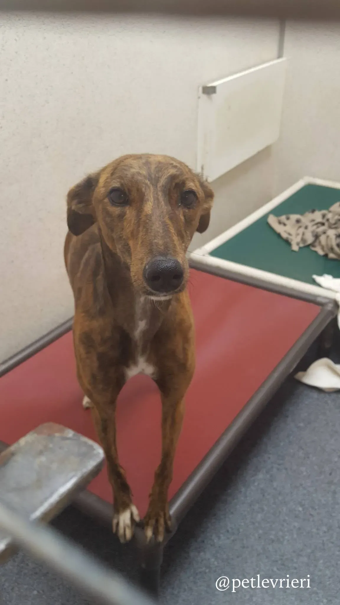 bella adozione levrieri greyhound