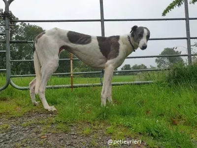 belle adozione greyhound 1
