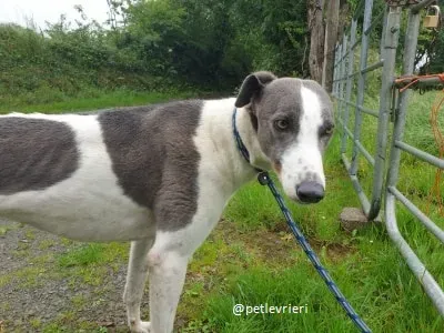 belle adozione greyhound 2