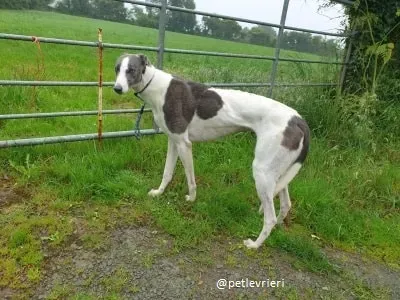 belle adozione greyhound 3